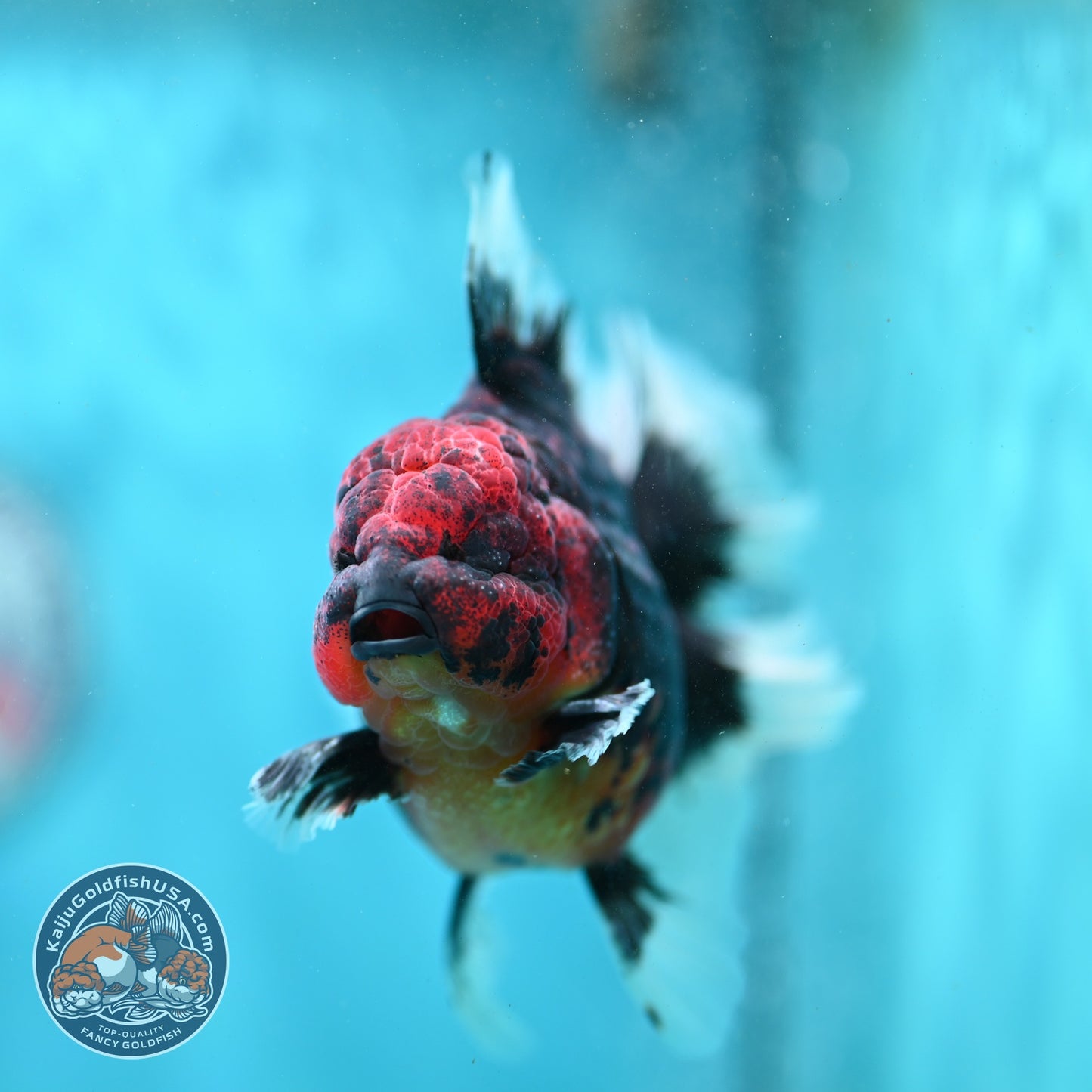AAA Grade Heavy Ink Tiger Rose Tail Oranda 3.5 inch Body (260807_OR09)