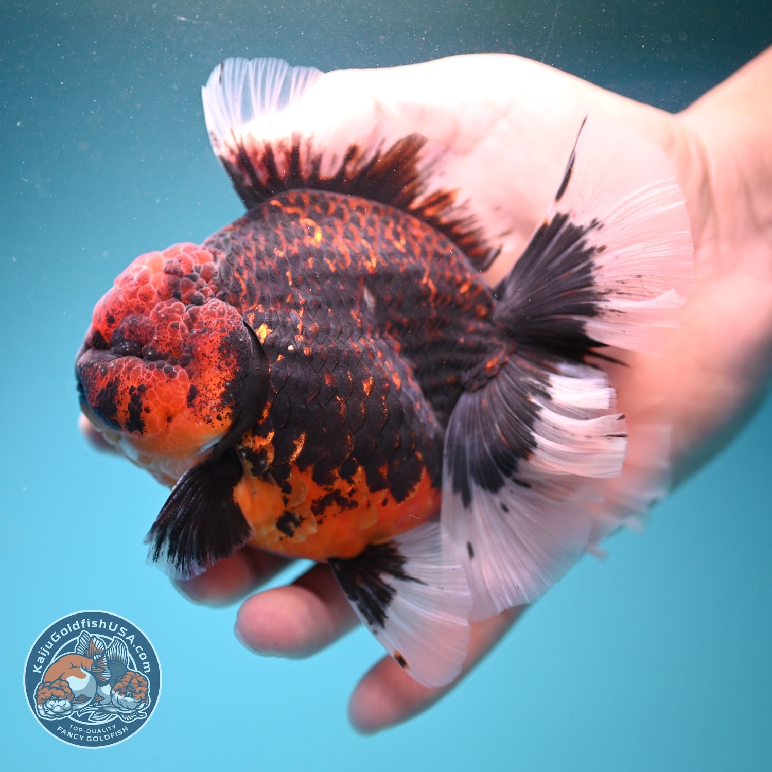 AAA Grade Heavy Ink Tiger Rose Tail Oranda 3.5 inch Body (260807_OR09)