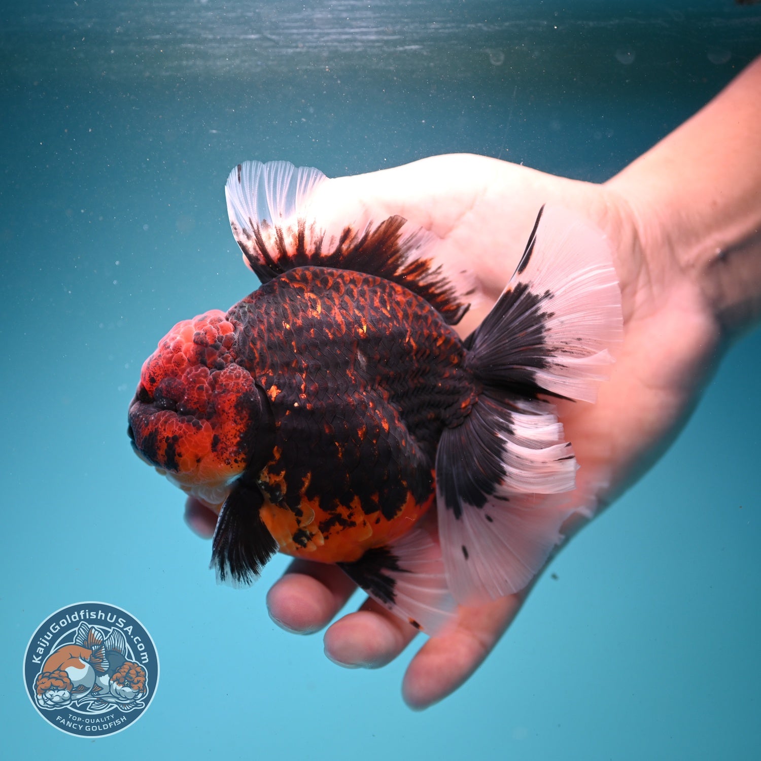 AAA Grade Heavy Ink Tiger Rose Tail Oranda 3.5 inch Body (260807_OR09)