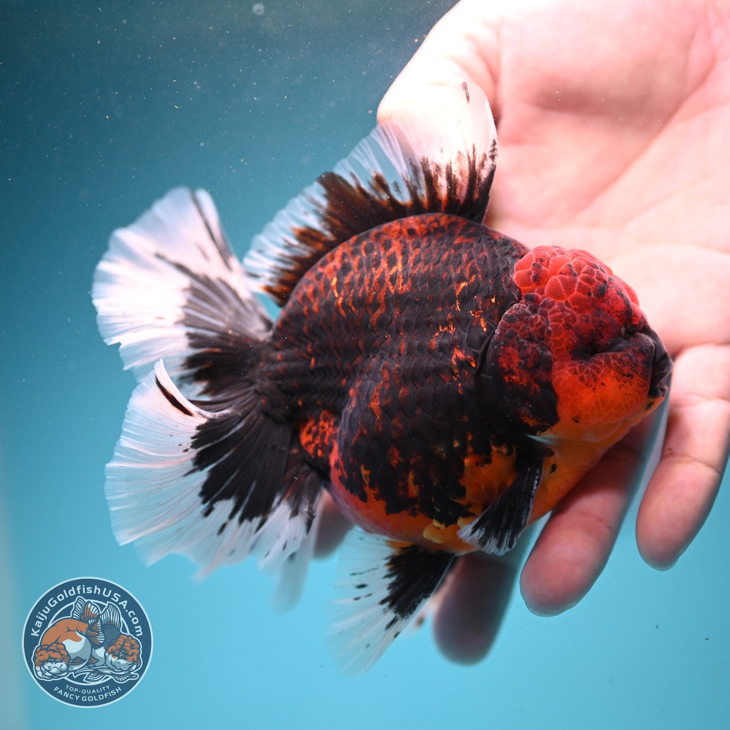 AAA Grade Heavy Ink Tiger Rose Tail Oranda 3.5 inch Body (260807_OR09)