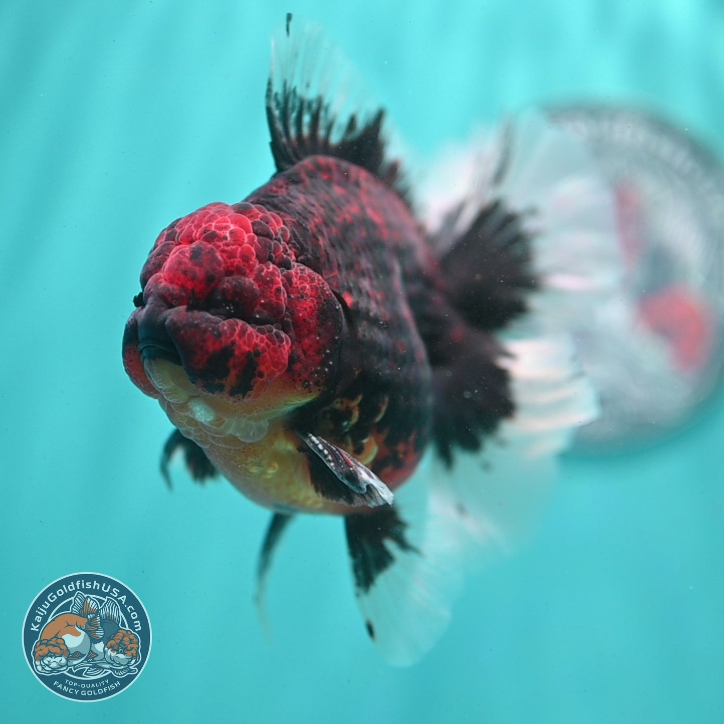 AAA Grade Heavy Ink Tiger Rose Tail Oranda 3.5 inch Body (260807_OR09)