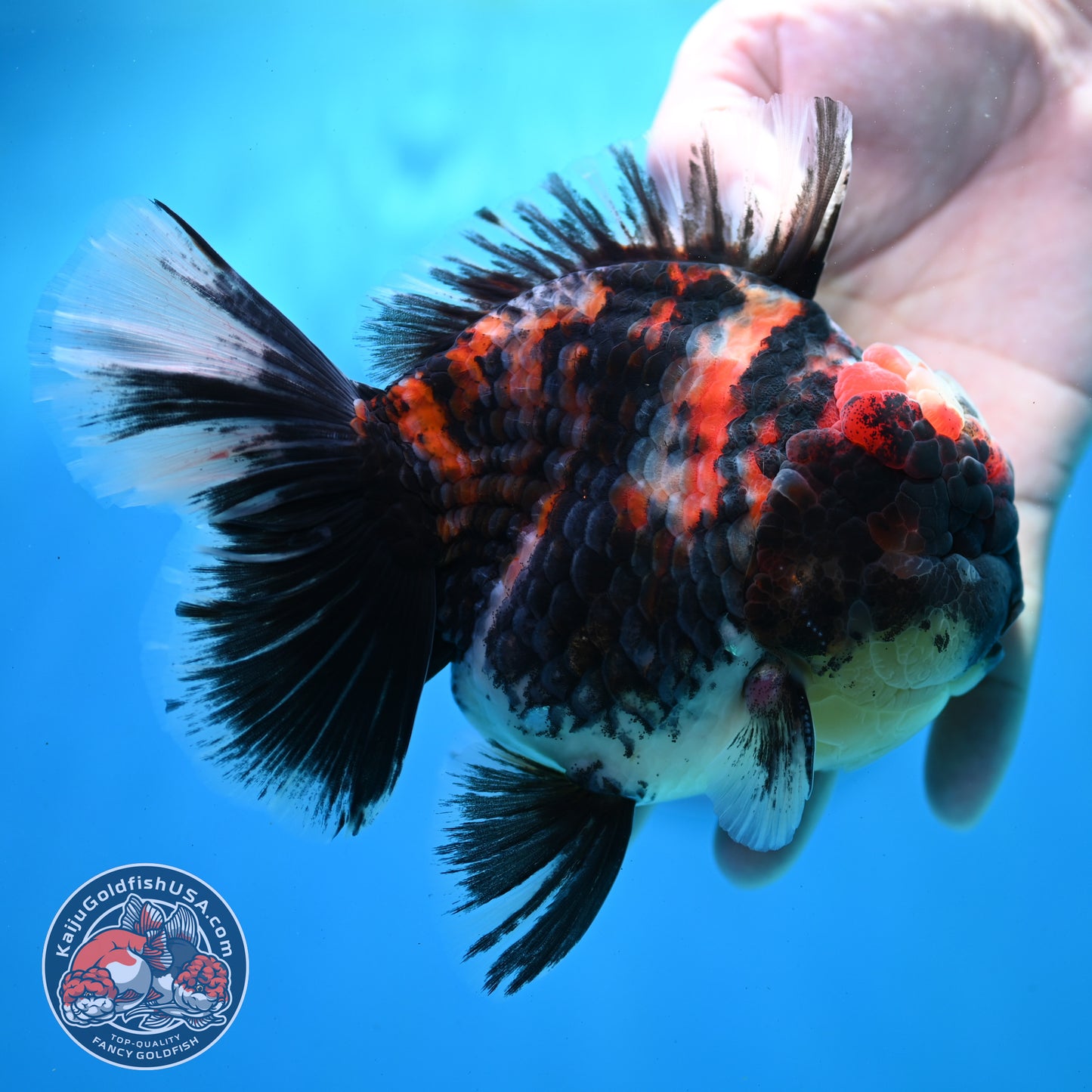 AAA Grade Heavy Ink Tiger Rose Tail Oranda 4.5 inch Body (260313_OR16)