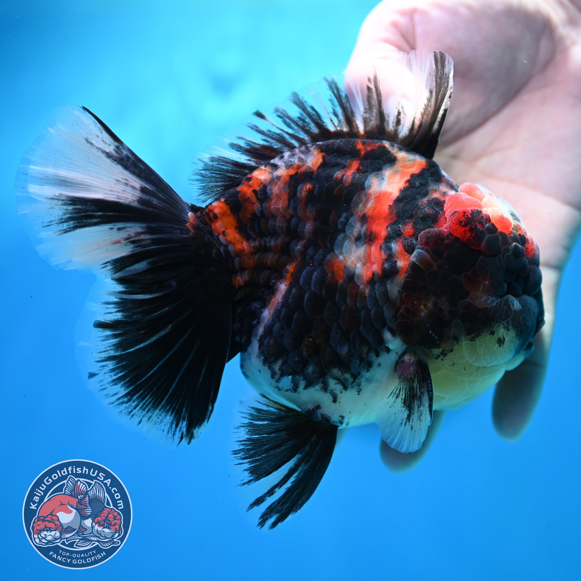 AAA Grade Heavy Ink Tiger Rose Tail Oranda 4.5 inch Body (260313_OR16)
