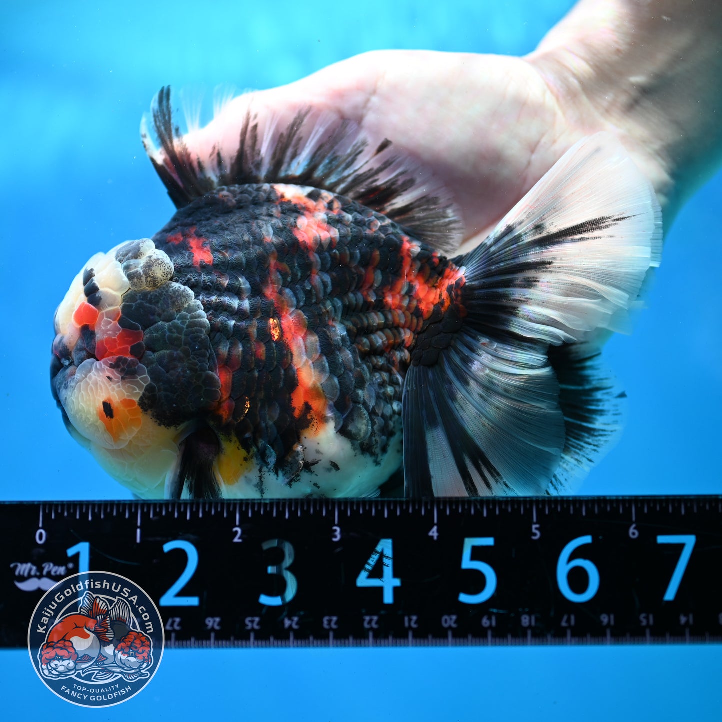 AAA Grade Heavy Ink Tiger Rose Tail Oranda 4.5 inch Body (260313_OR16)