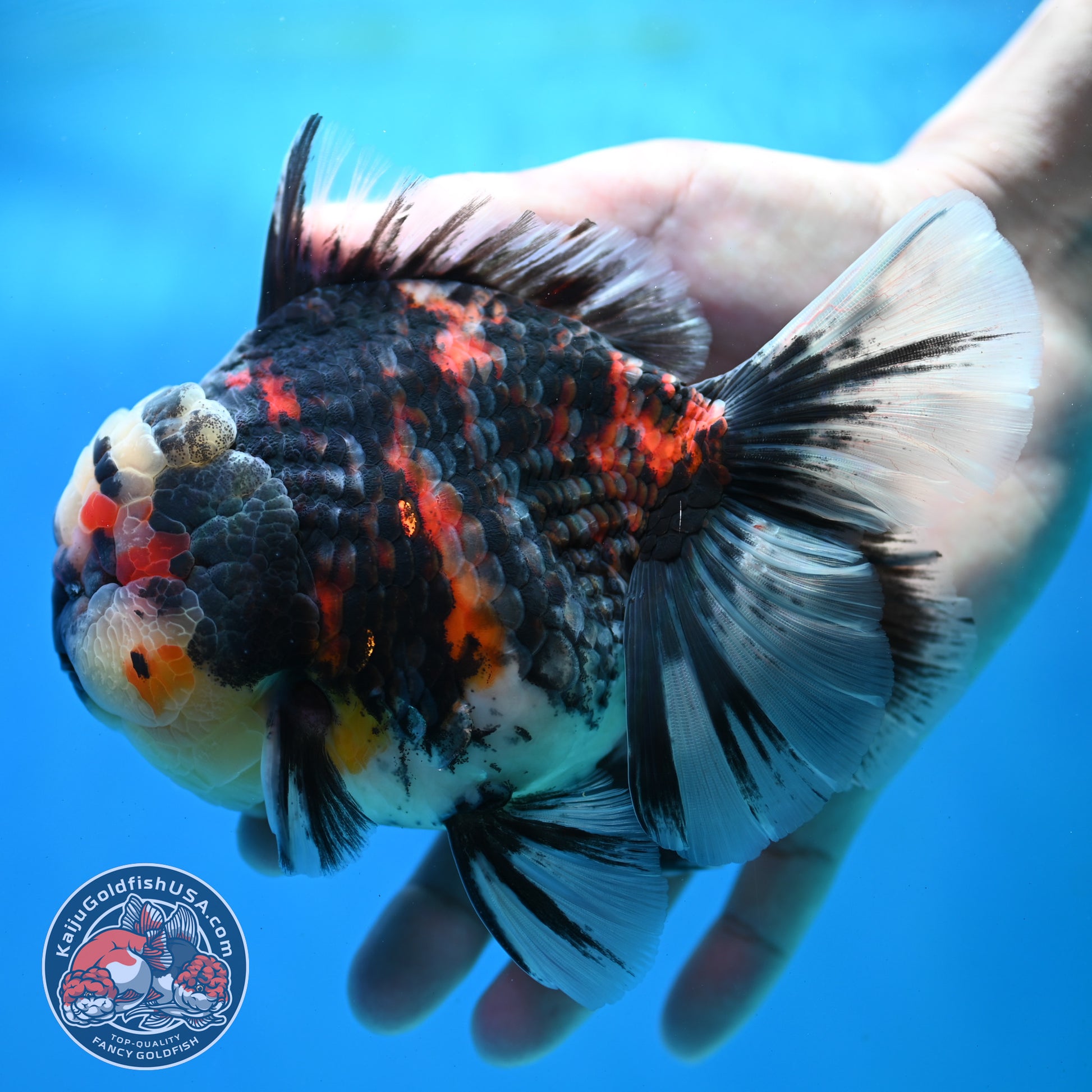 AAA Grade Heavy Ink Tiger Rose Tail Oranda 4.5 inch Body (260313_OR16)