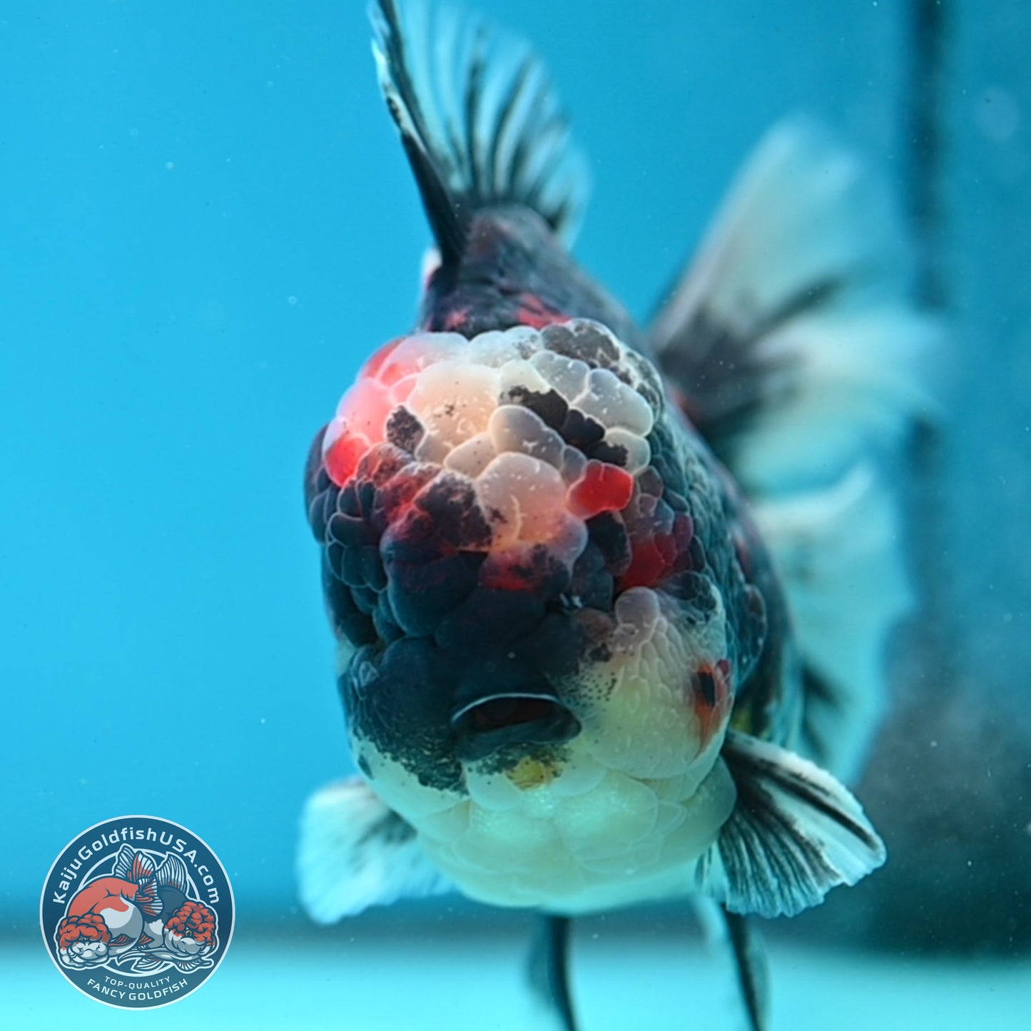 AAA Grade Heavy Ink Tiger Rose Tail Oranda 4.5 inch Body (260313_OR16)
