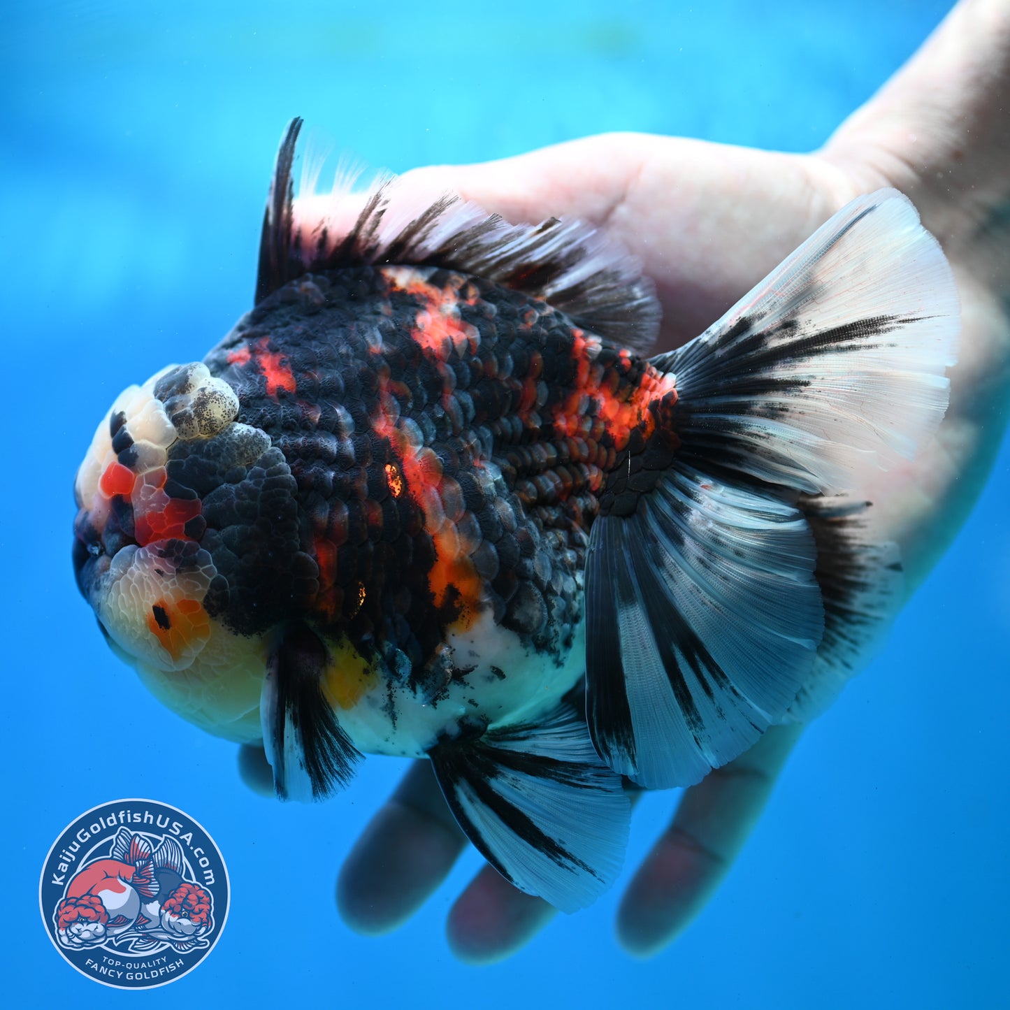 AAA Grade Heavy Ink Tiger Rose Tail Oranda 4.5 inch Body (260313_OR16)