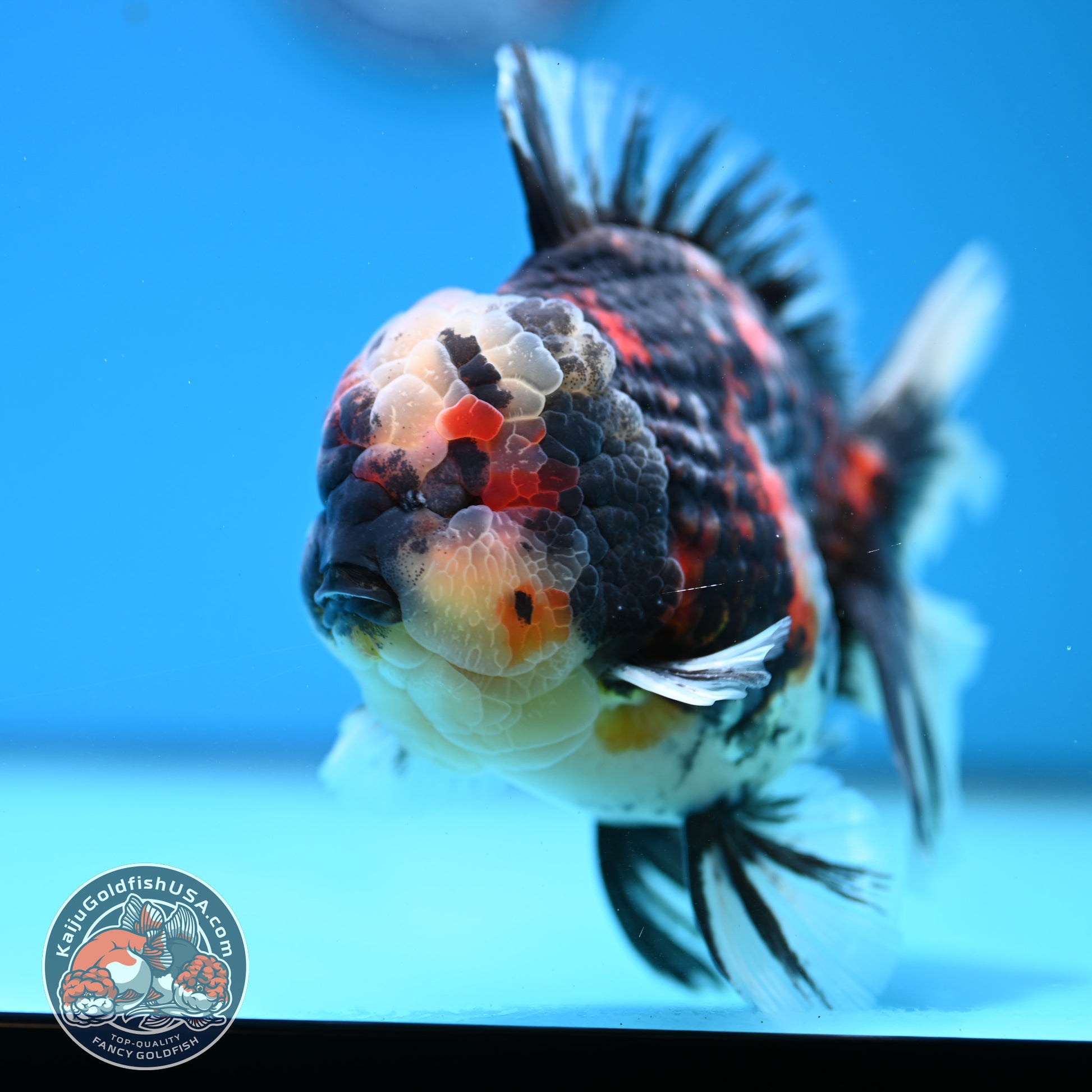 AAA Grade Heavy Ink Tiger Rose Tail Oranda 4.5 inch Body (260313_OR16)