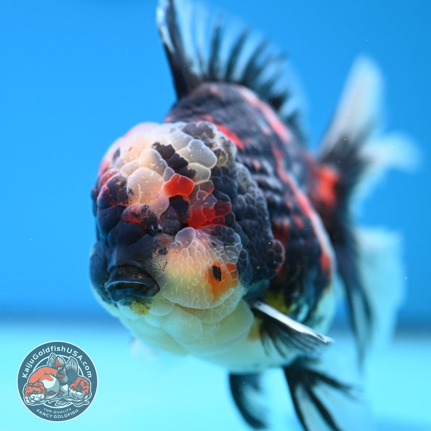 AAA Grade Heavy Ink Tiger Rose Tail Oranda 4.5 inch Body (260313_OR16)