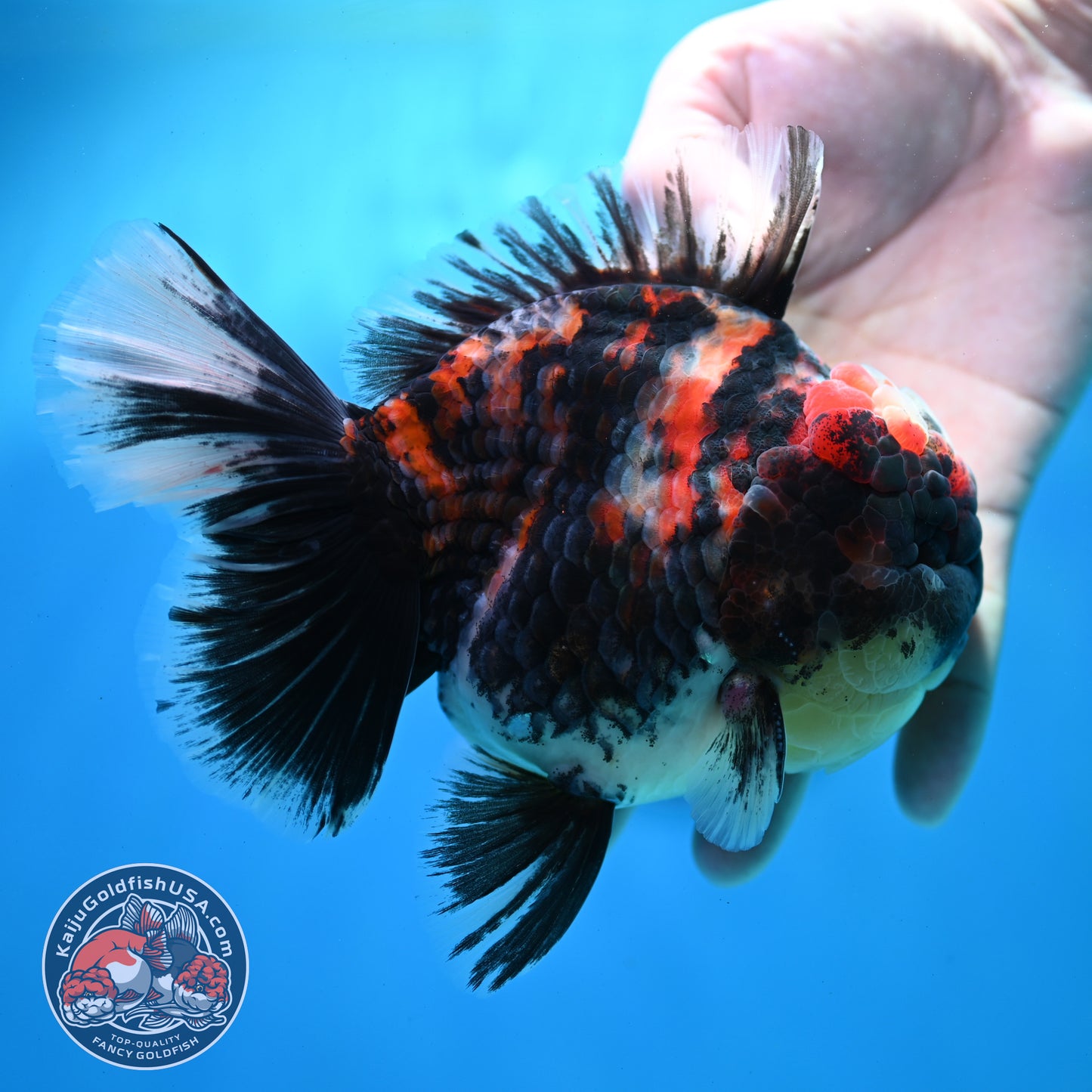 AAA Grade Heavy Ink Tiger Rose Tail Oranda 4.5 inch Body (260313_OR16)
