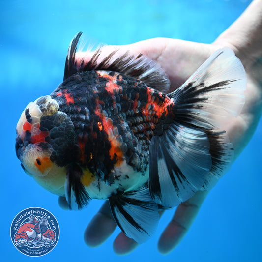AAA Grade Heavy Ink Tiger Rose Tail Oranda 4.5 inch Body (260313_OR16)