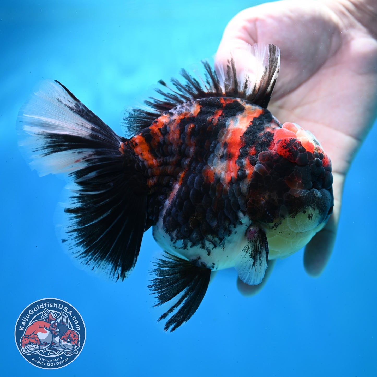 AAA Grade Heavy Ink Tiger Rose Tail Oranda 4.5 inch Body (260313_OR16)
