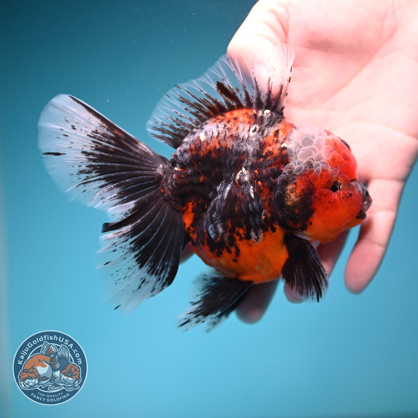 AAA Grade Kirin Rose Tail Oranda 4 inch Body (260828_OR25)