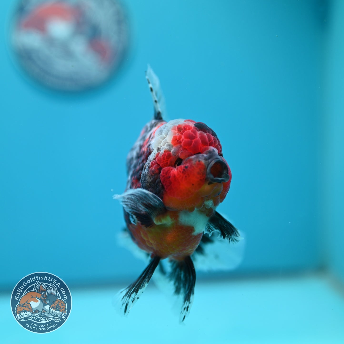 AAA Grade Kirin Rose Tail Oranda 4 inch Body (260828_OR25)
