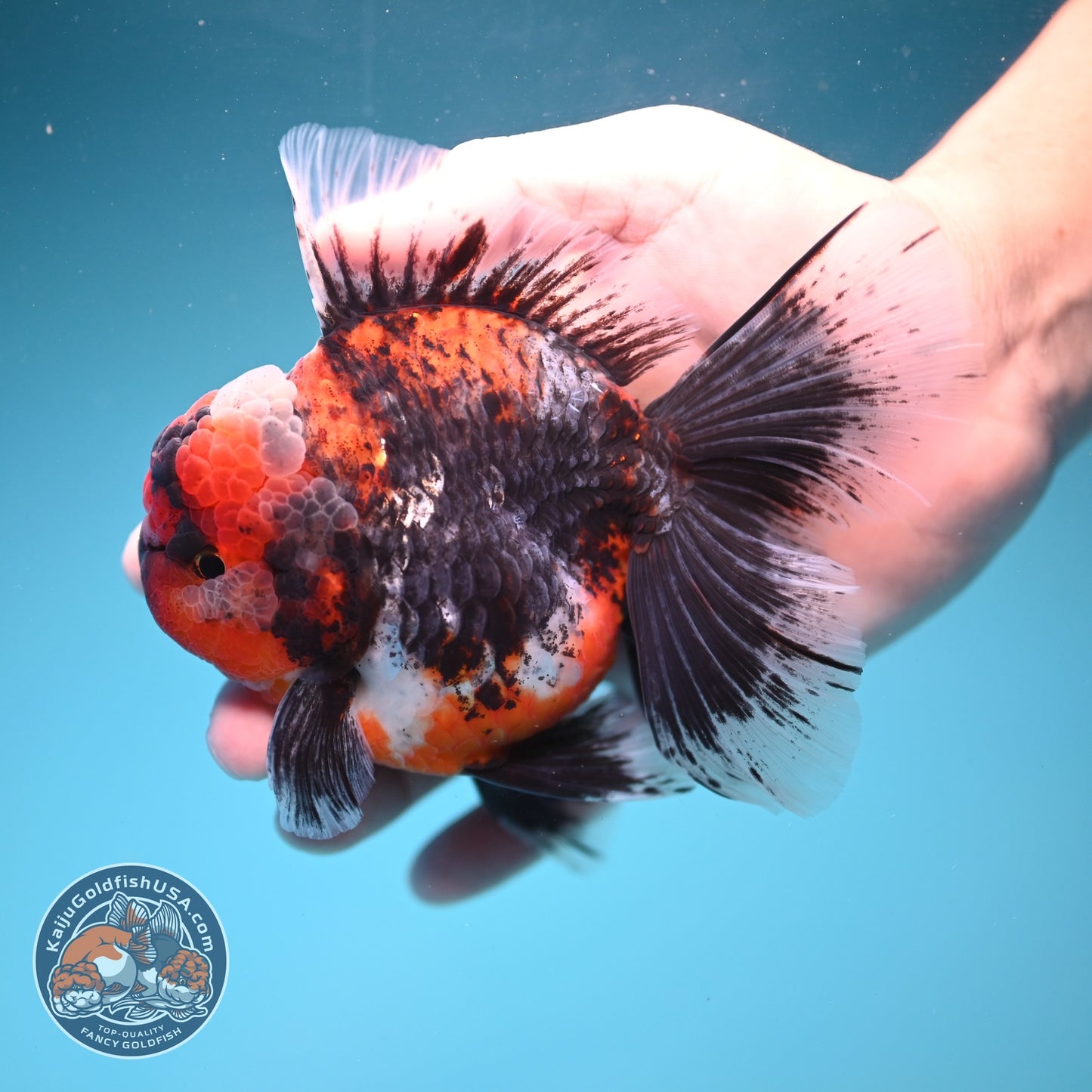 AAA Grade Kirin Rose Tail Oranda 4 inch Body (260828_OR25)