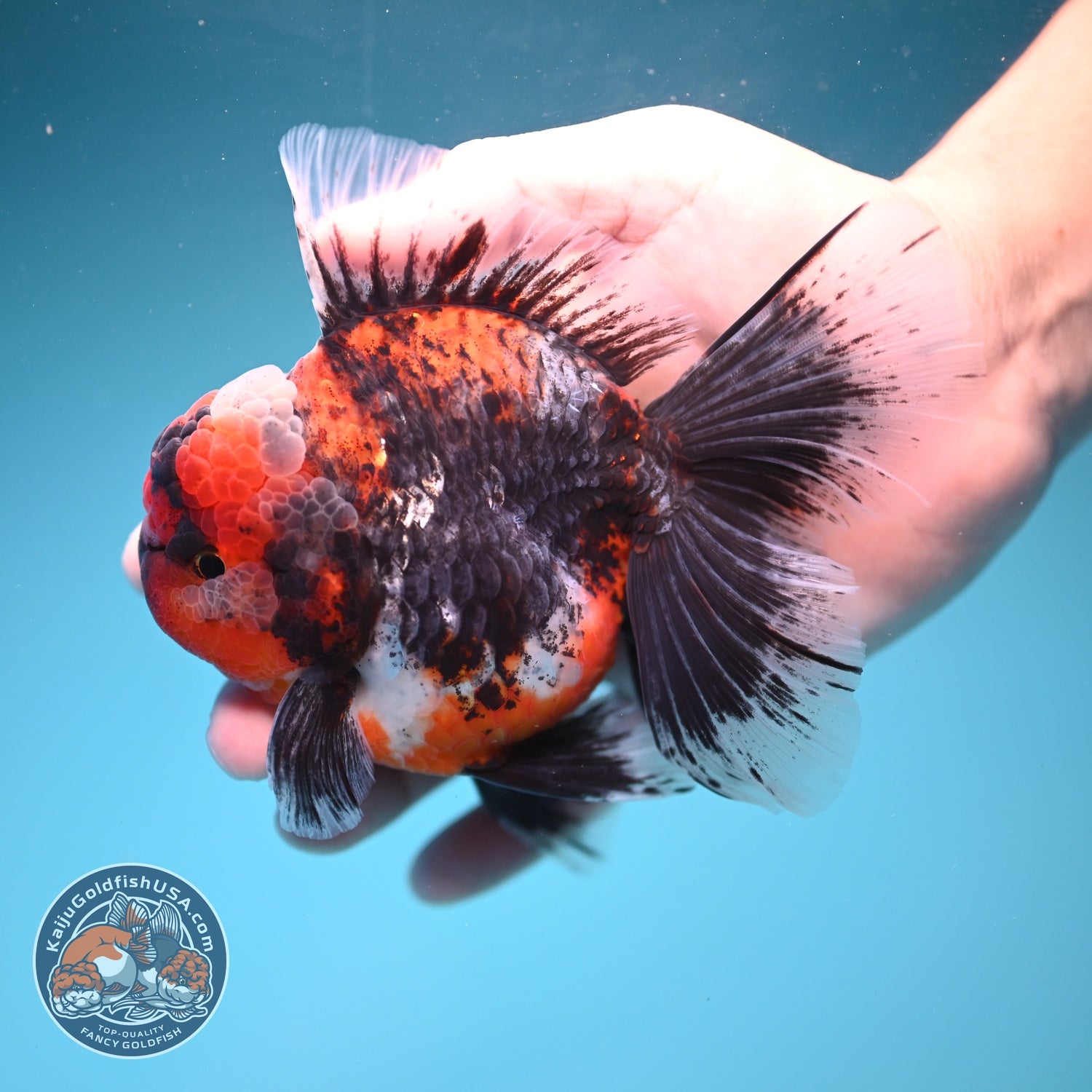 AAA Grade Kirin Rose Tail Oranda 4 inch Body (260828_OR25)