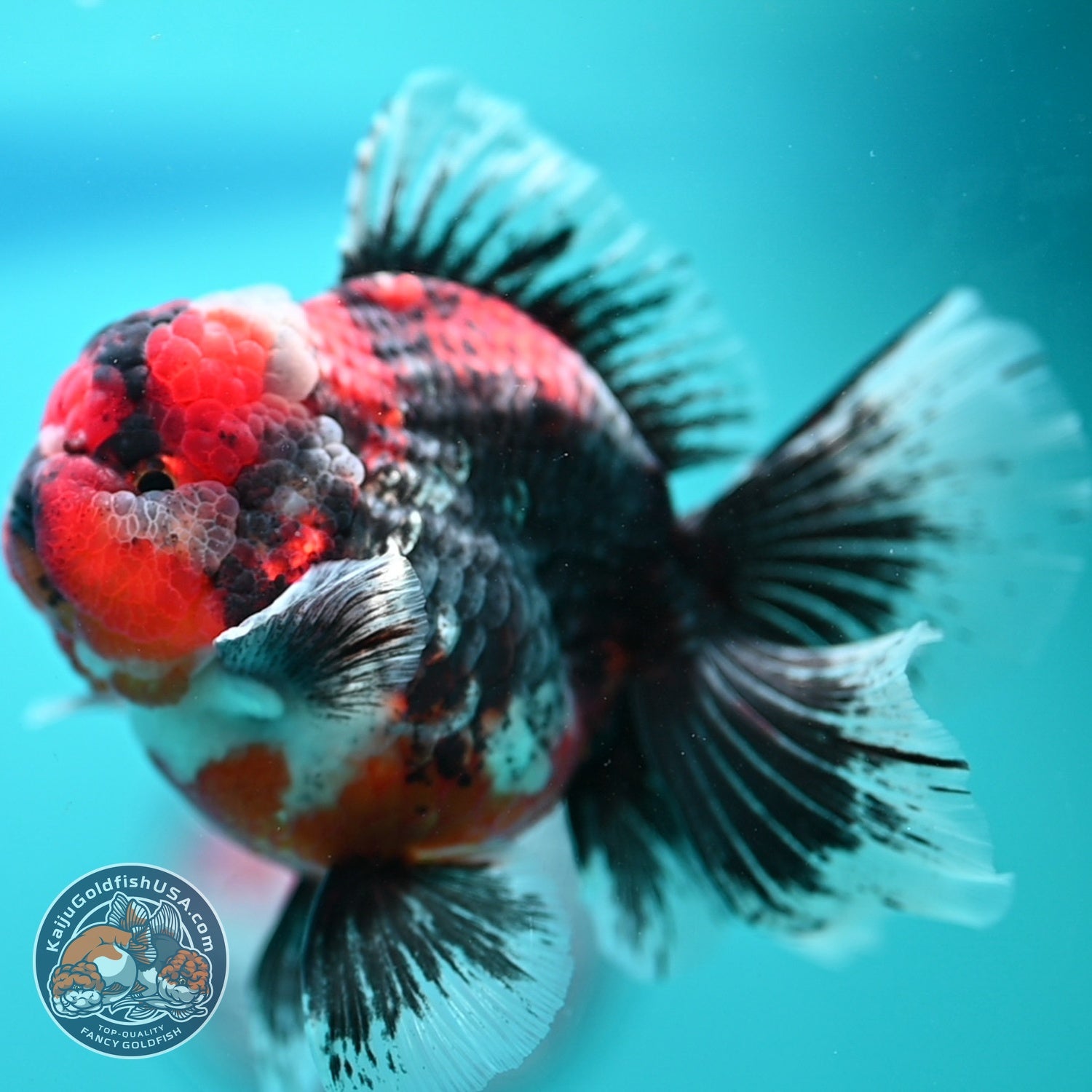AAA Grade Kirin Rose Tail Oranda 4 inch Body (260828_OR25)
