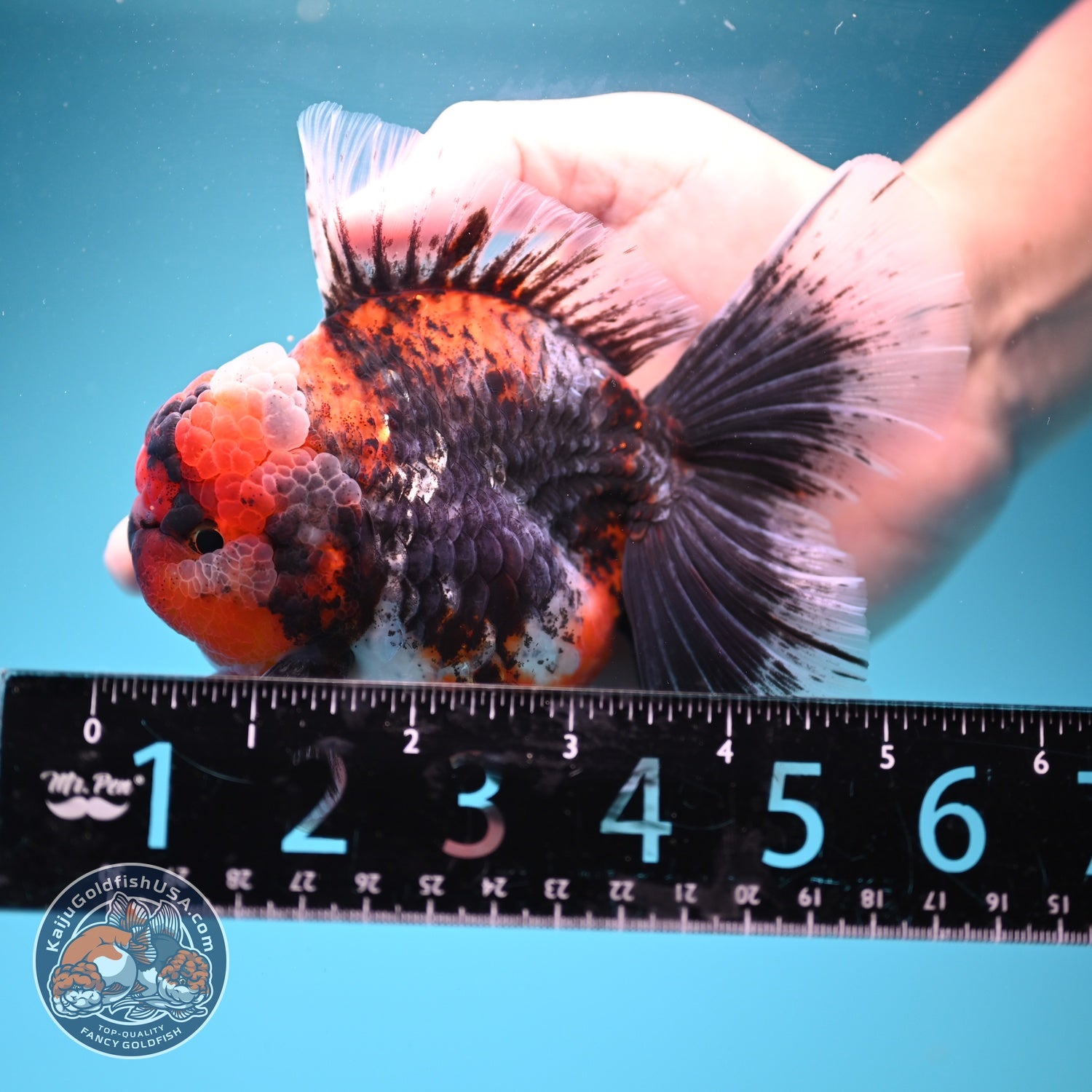 AAA Grade Kirin Rose Tail Oranda 4 inch Body (260828_OR25)