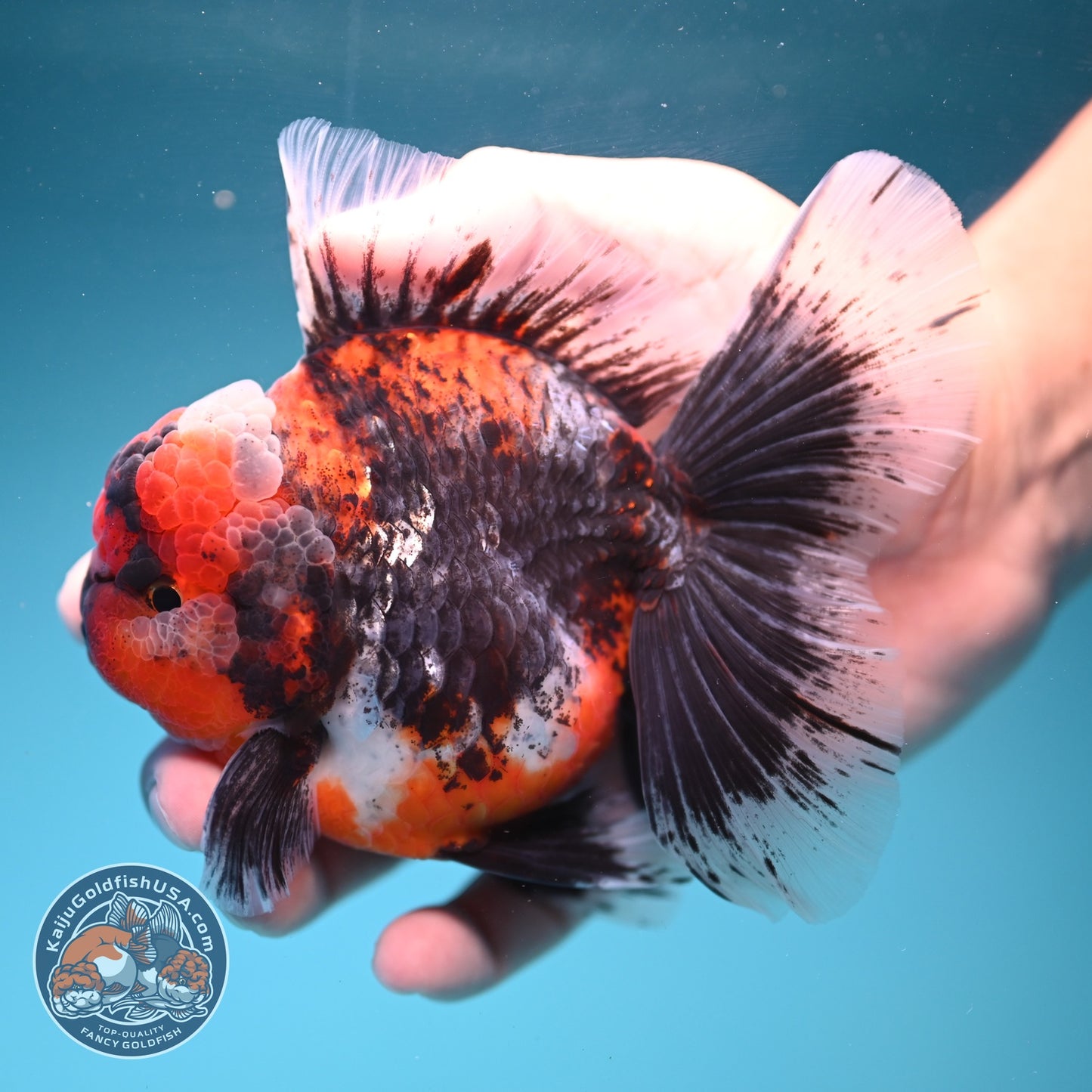 AAA Grade Kirin Rose Tail Oranda 4 inch Body (260828_OR25)