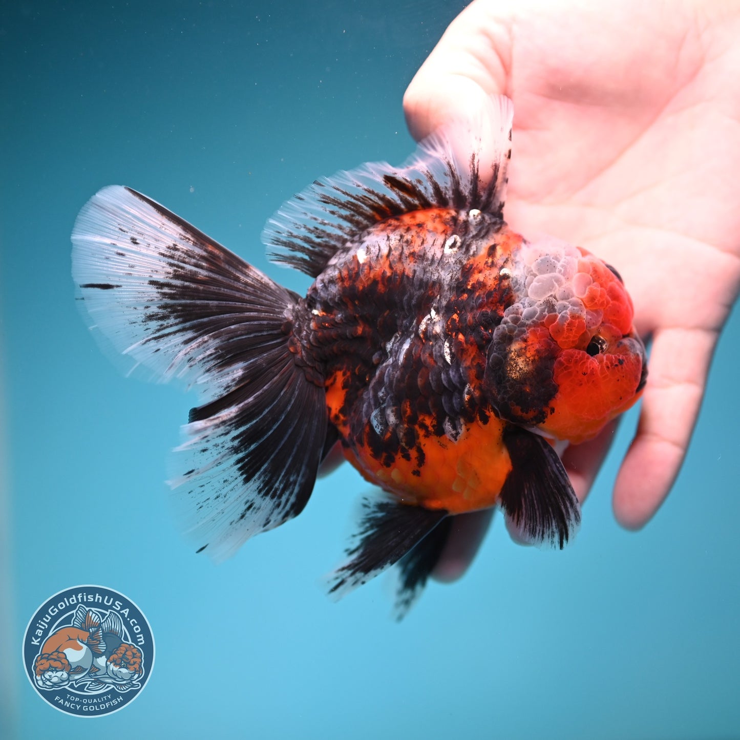 AAA Grade Kirin Rose Tail Oranda 4 inch Body (260828_OR25)