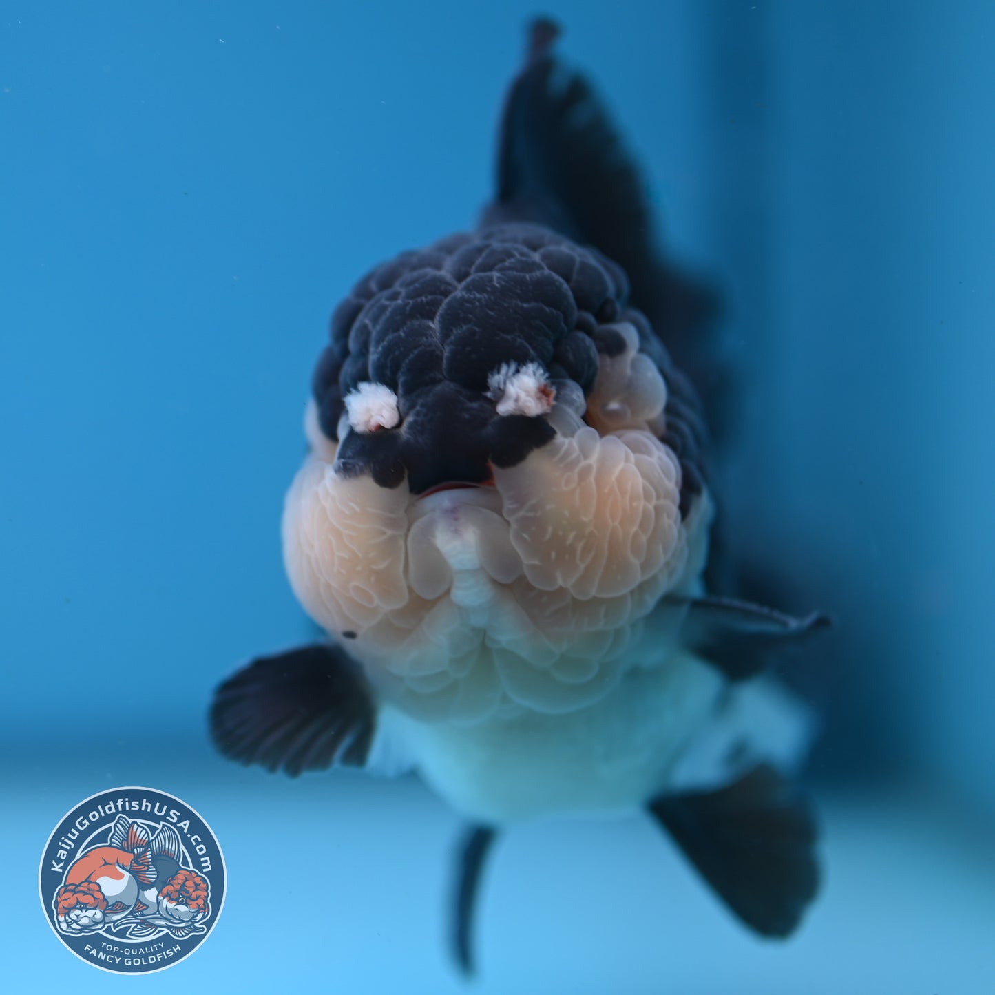 AAA Grade Panda Oranda 3.5 inch Body (251107_OR06)