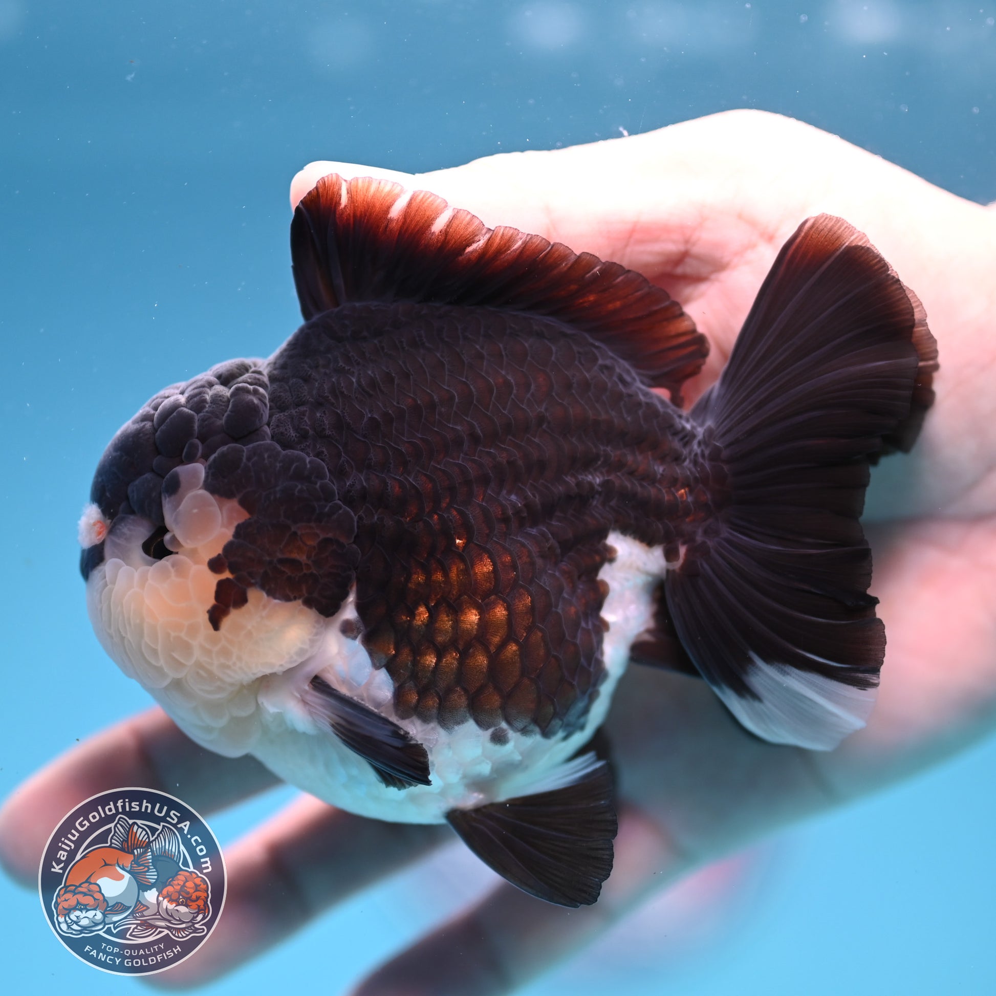 AAA Grade Panda Oranda 3.5 inch Body (251107_OR06)