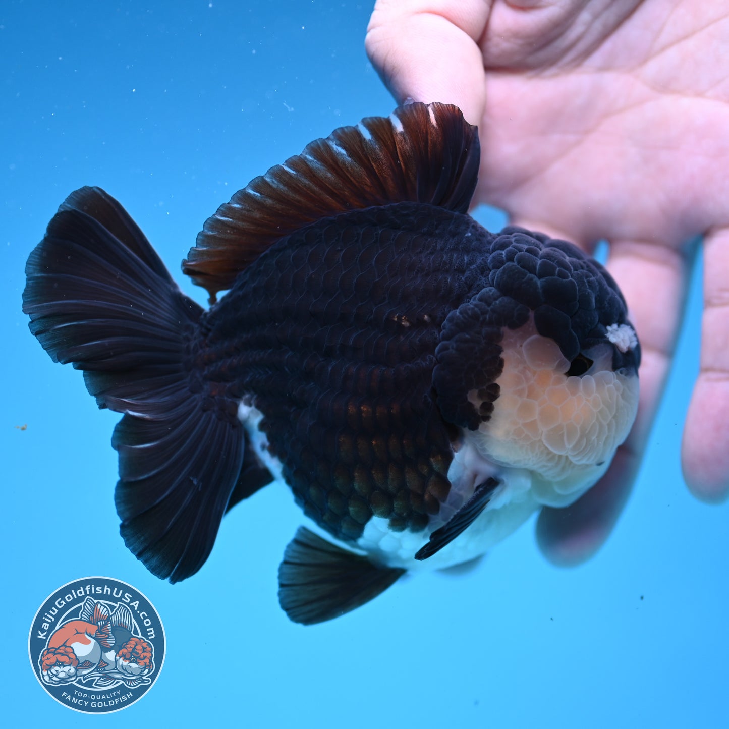 AAA Grade Panda Oranda 3.5 inch Body (251107_OR06)