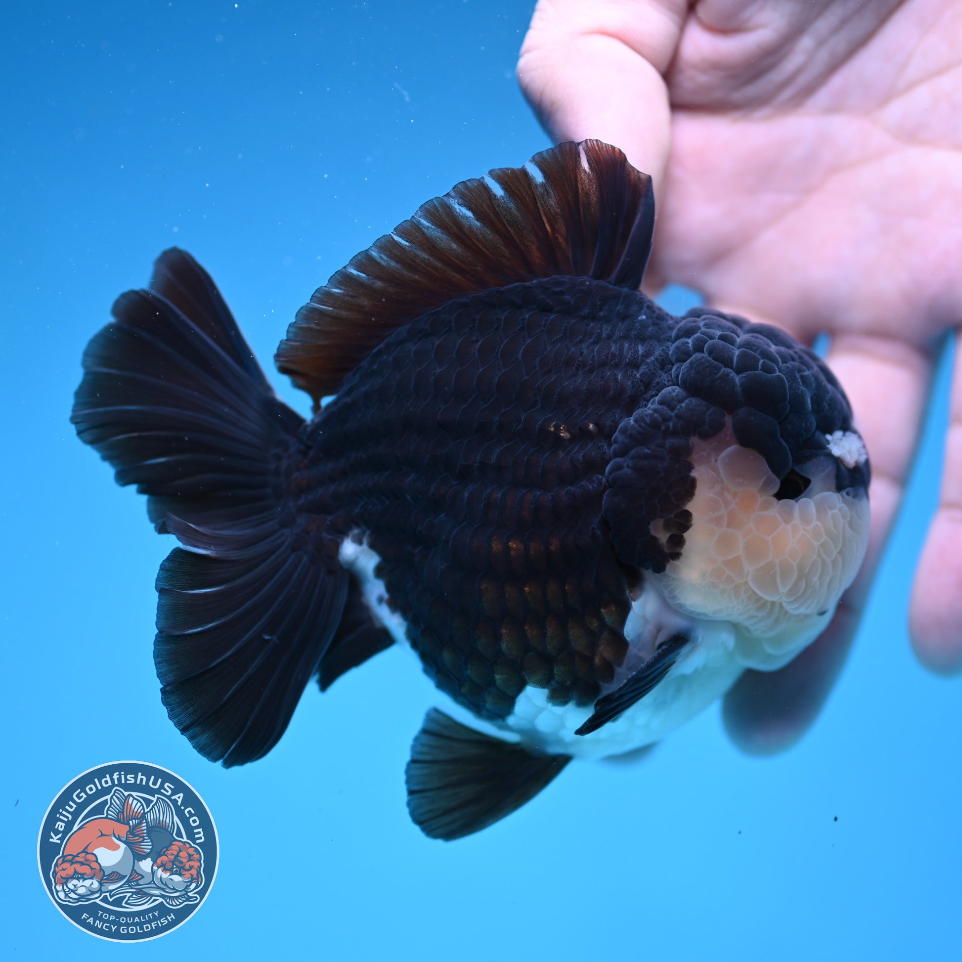 AAA Grade Panda Oranda 3.5 inch Body (251107_OR06)