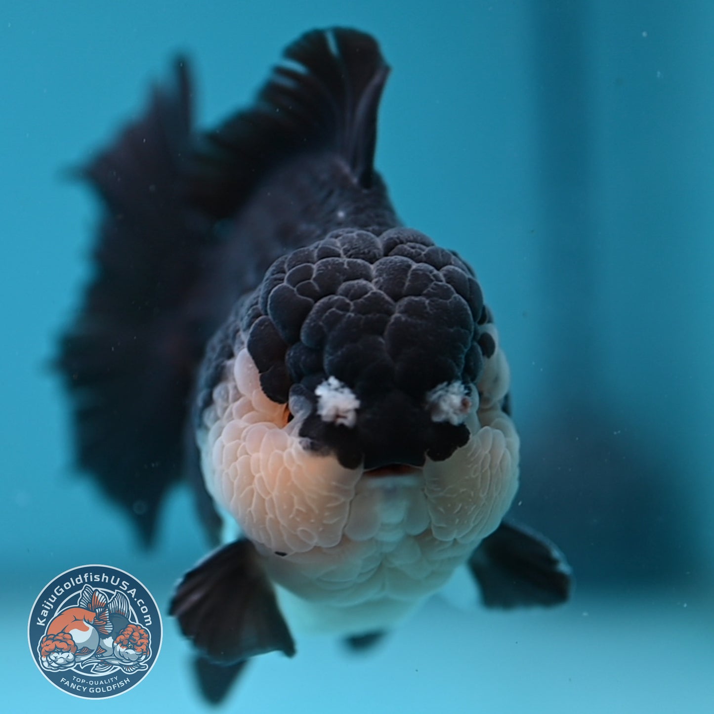 AAA Grade Panda Oranda 3.5 inch Body (251107_OR06)