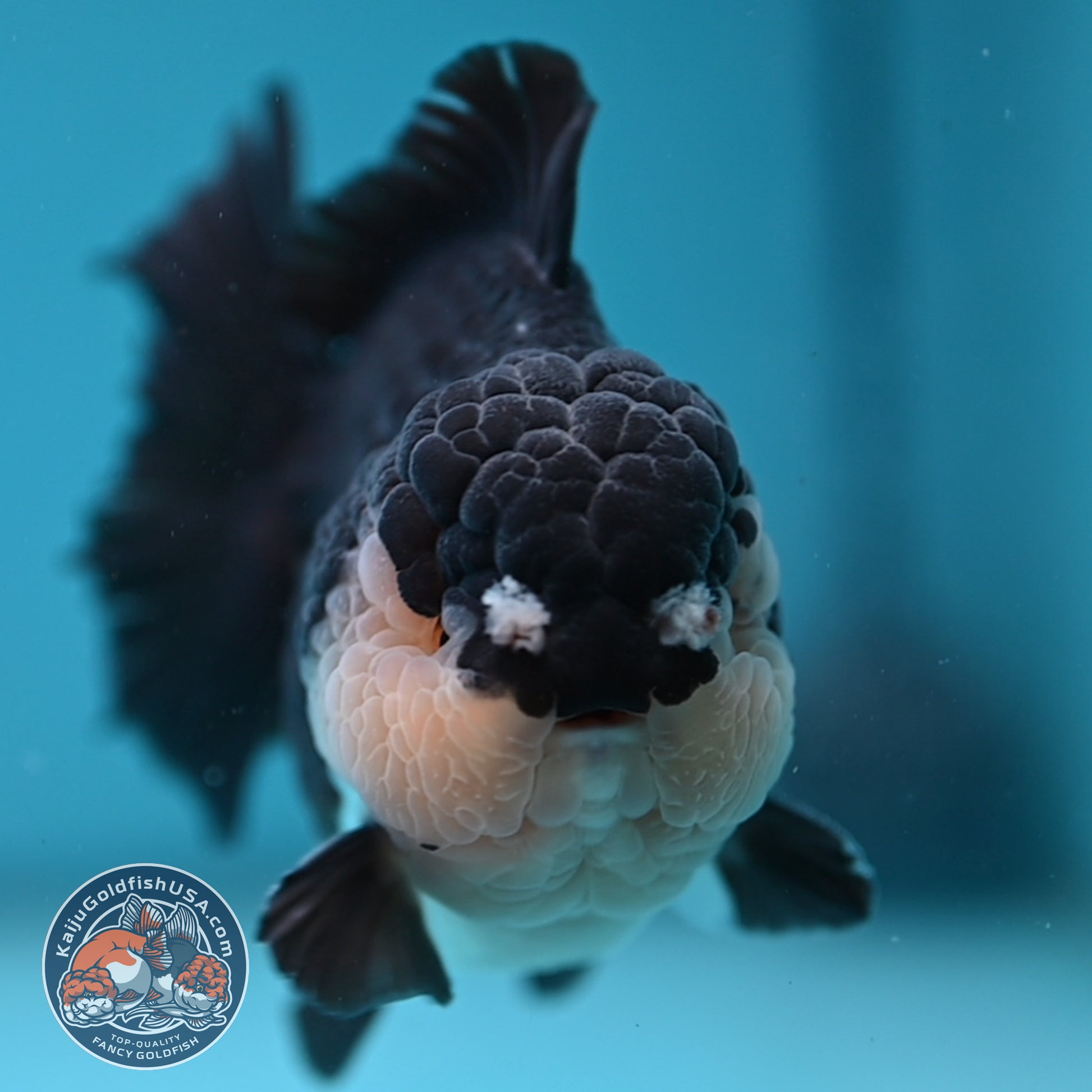AAA Grade Panda Oranda 3.5 inch Body (251107_OR06)