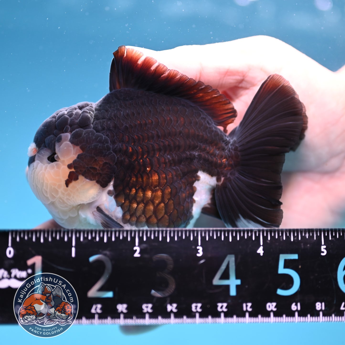 AAA Grade Panda Oranda 3.5 inch Body (251107_OR06)