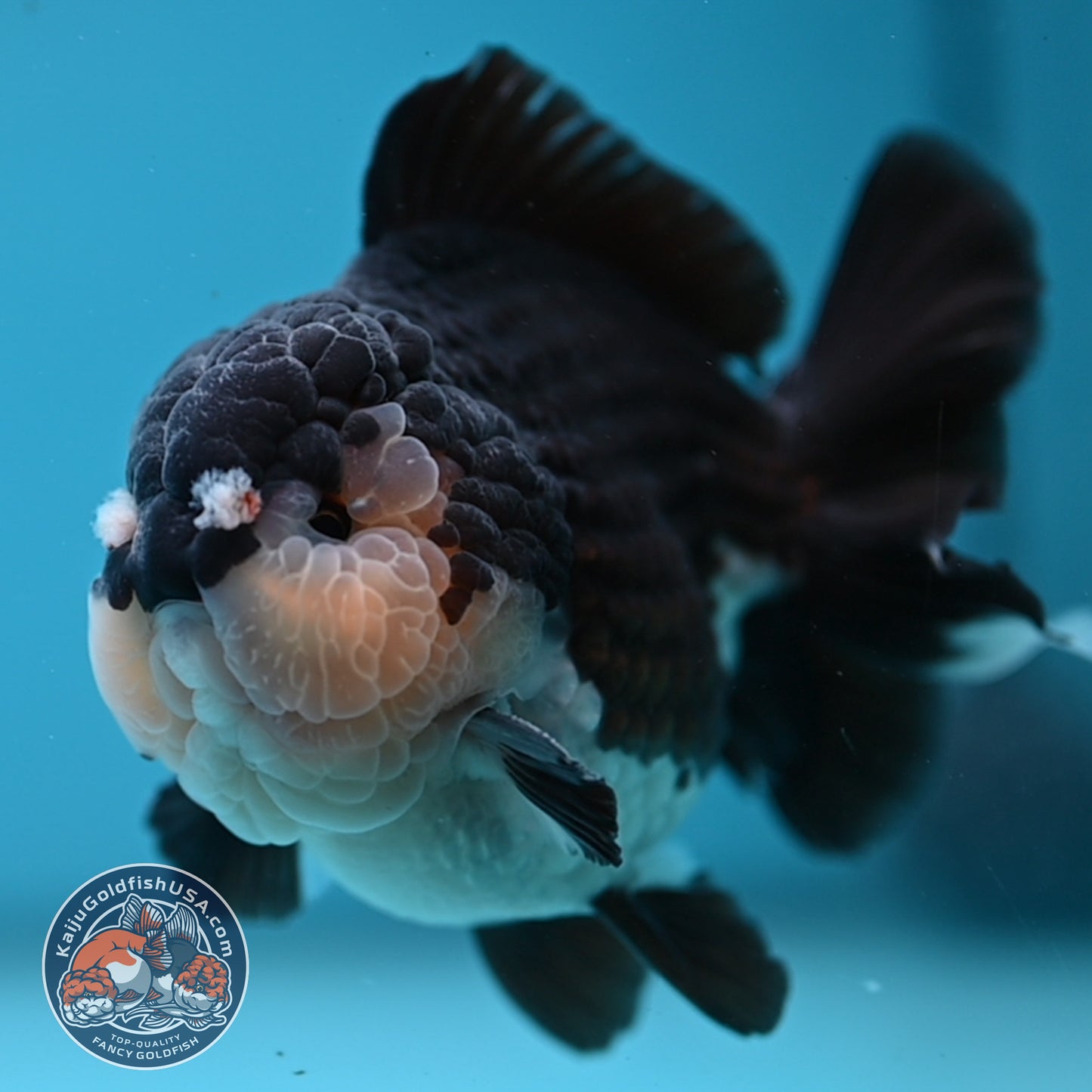 AAA Grade Panda Oranda 3.5 inch Body (251107_OR06)