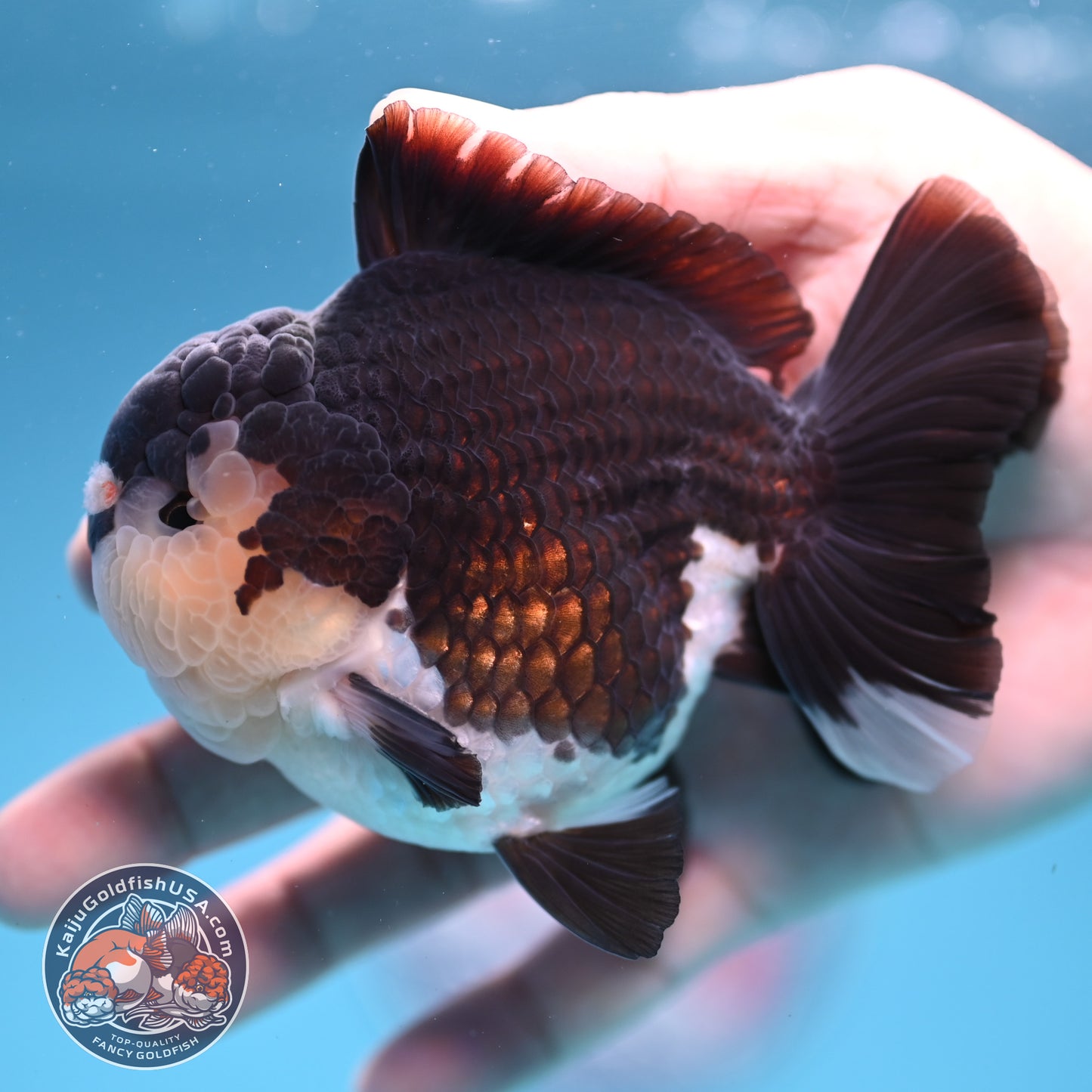 AAA Grade Panda Oranda 3.5 inch Body (251107_OR06)