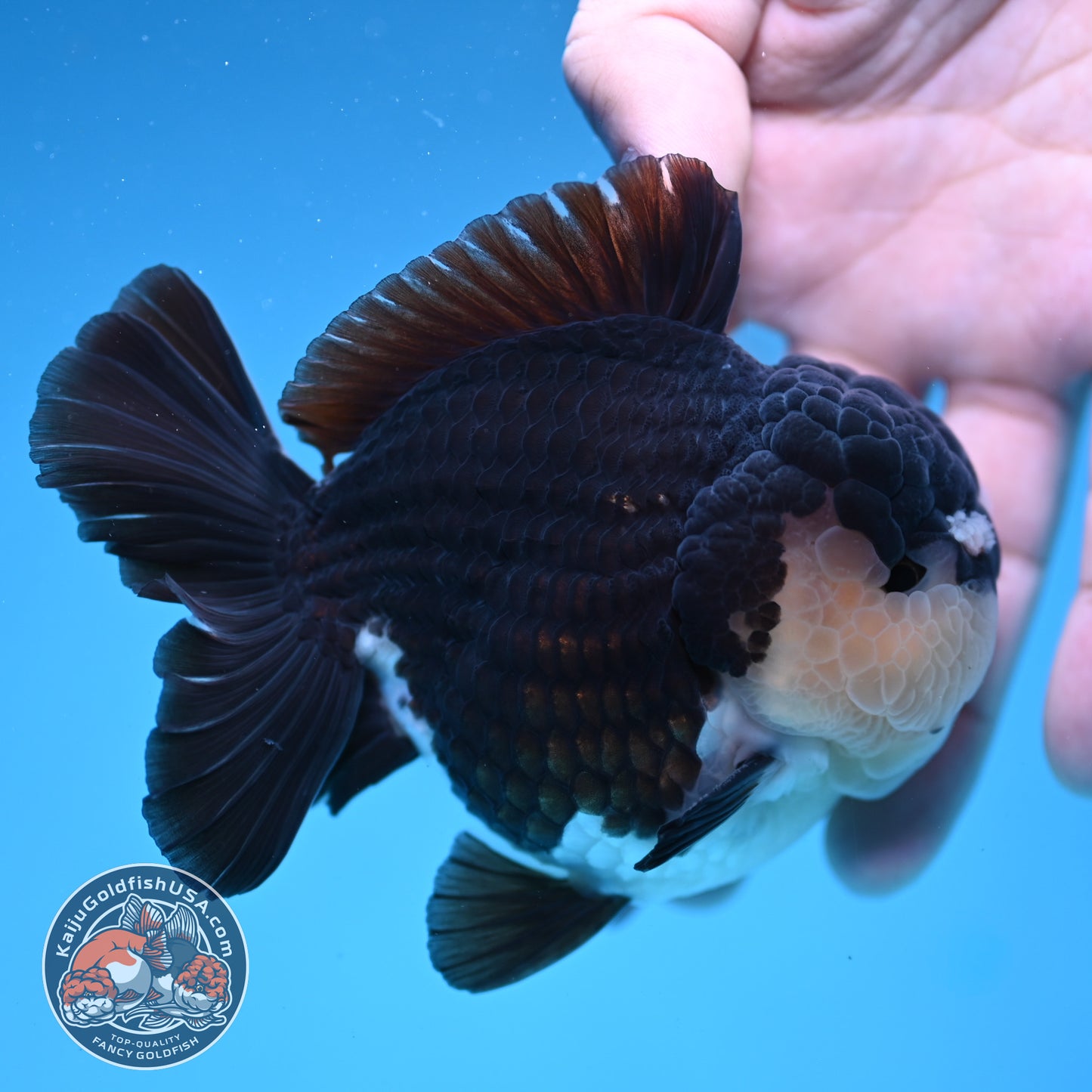 AAA Grade Panda Oranda 3.5 inch Body (251107_OR06)