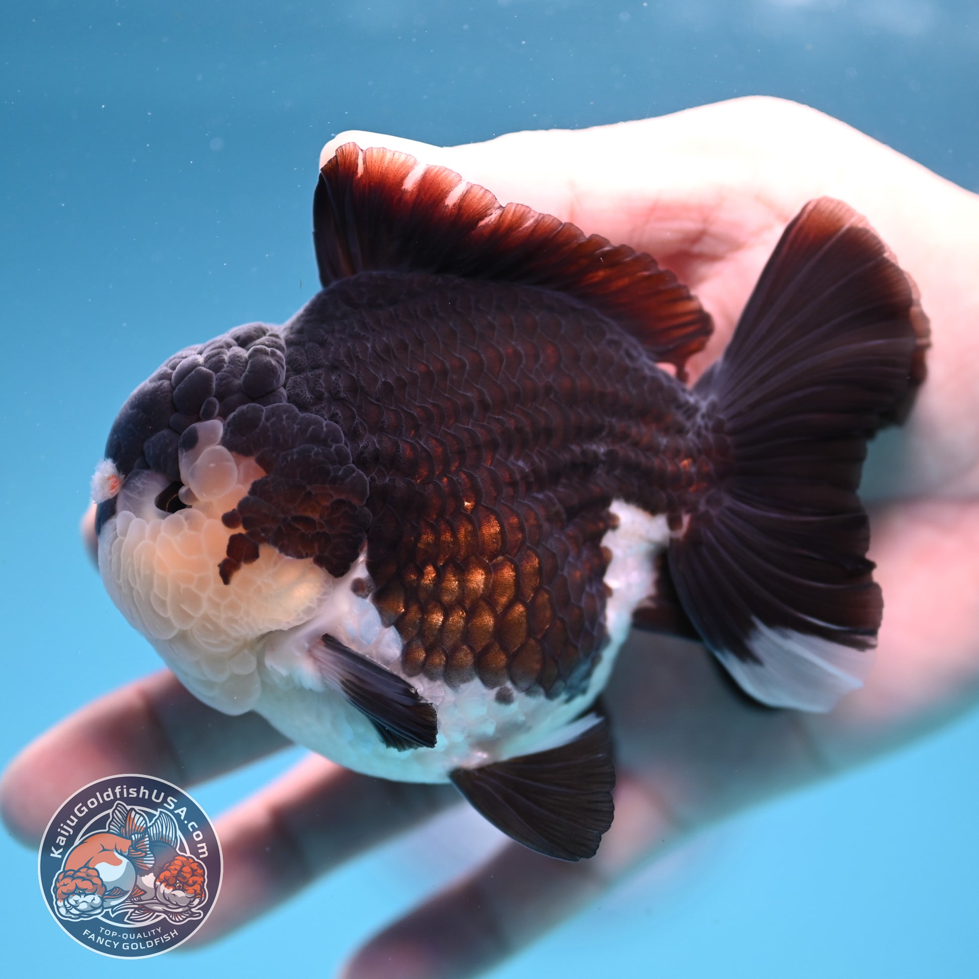 AAA Grade Panda Oranda 3.5 inch Body (251107_OR06)