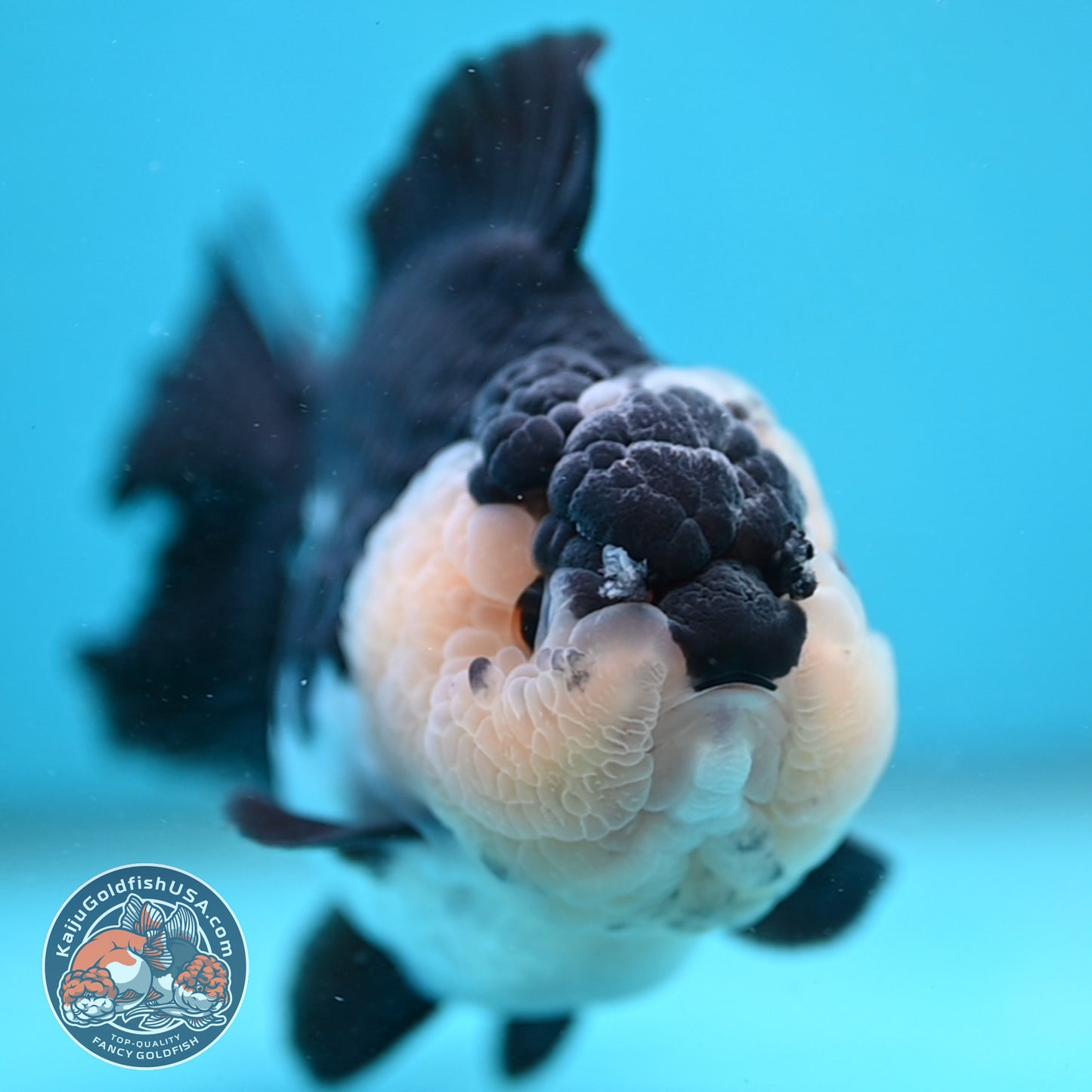 AAA Grade Panda Oranda 4 inch Body (251024_OR01)