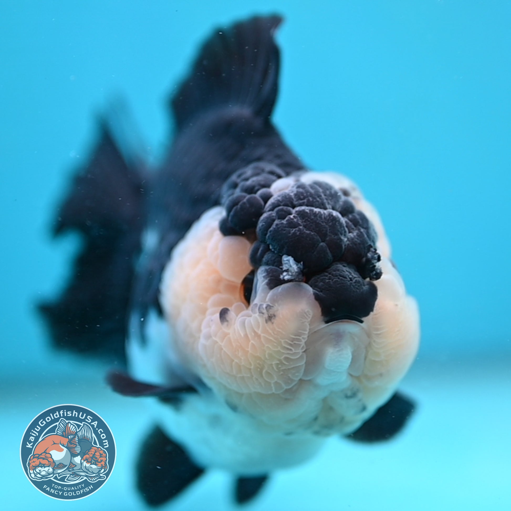 AAA Grade Panda Oranda 4 inch Body (251024_OR01)