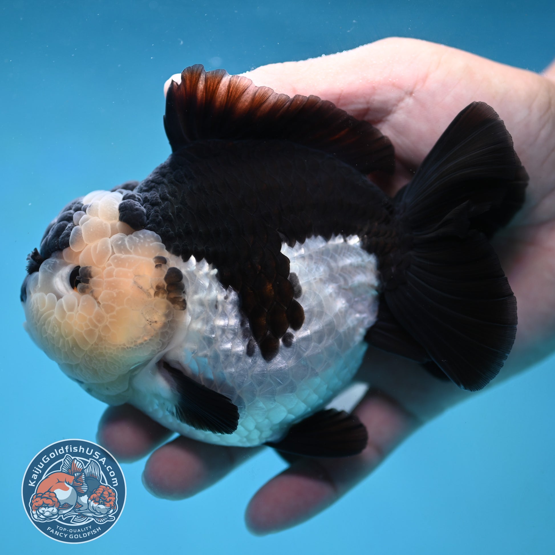 AAA Grade Panda Oranda 4 inch Body (251024_OR01)
