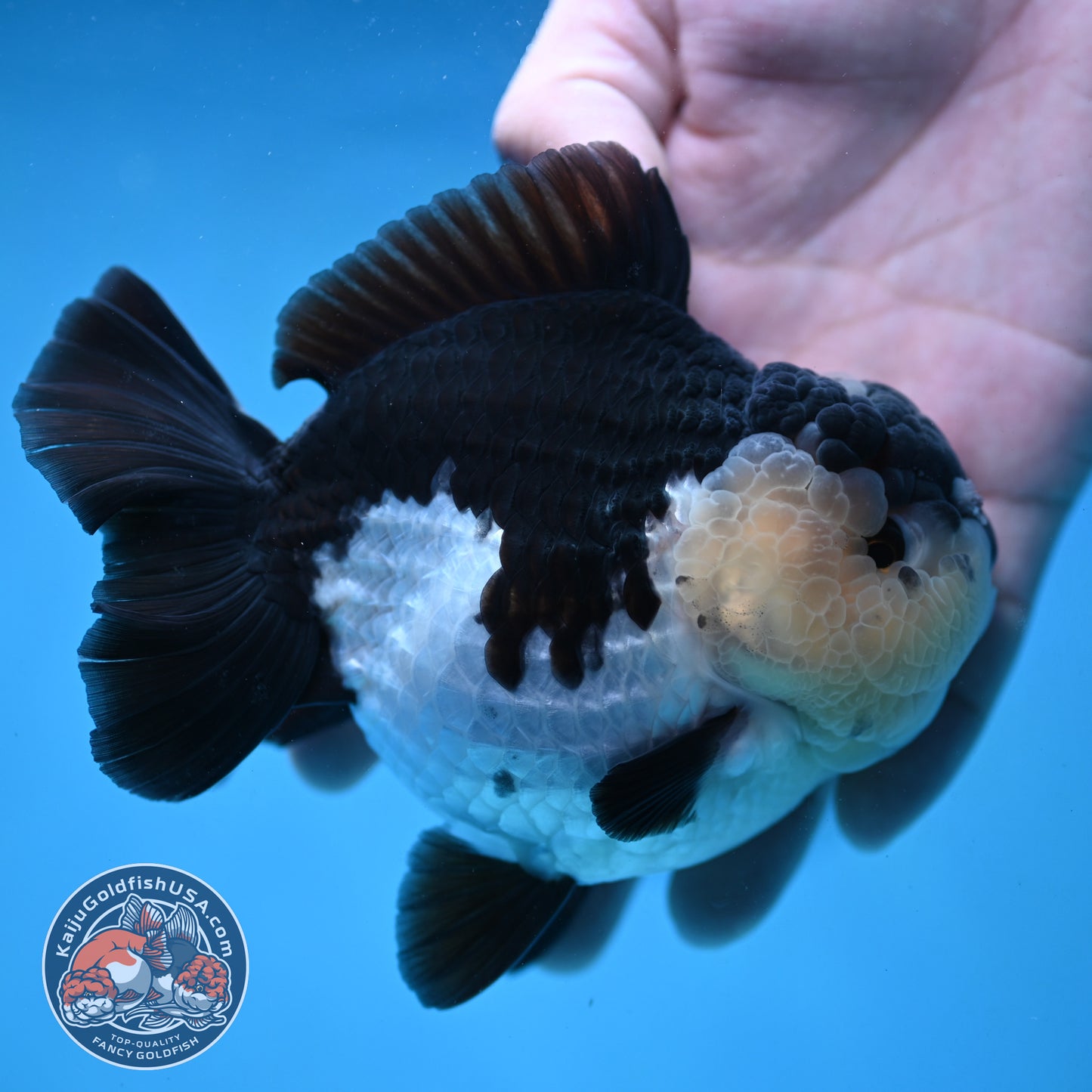 AAA Grade Panda Oranda 4 inch Body (251024_OR01)