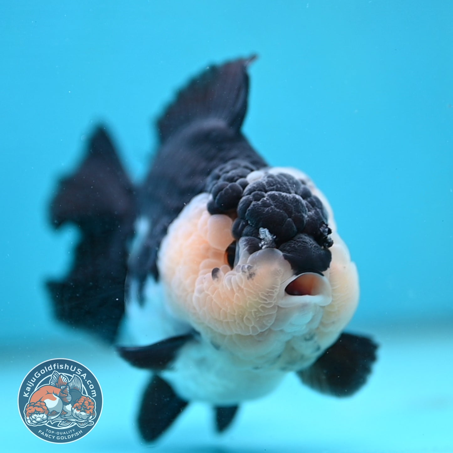 AAA Grade Panda Oranda 4 inch Body (251024_OR01)