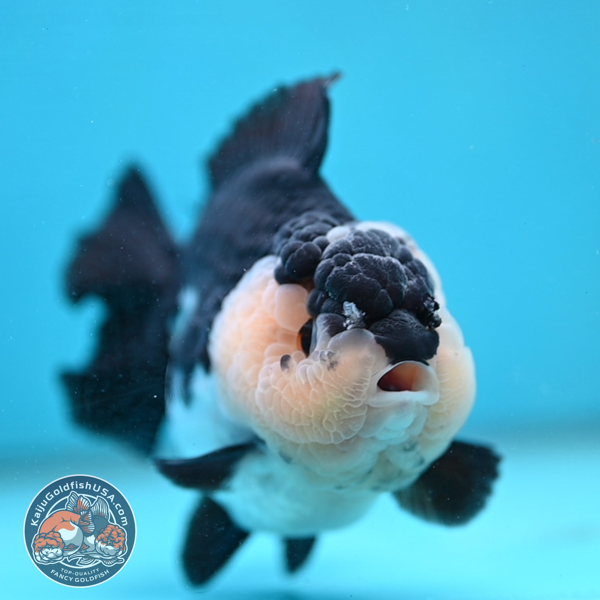 AAA Grade Panda Oranda 4 inch Body (251024_OR01)