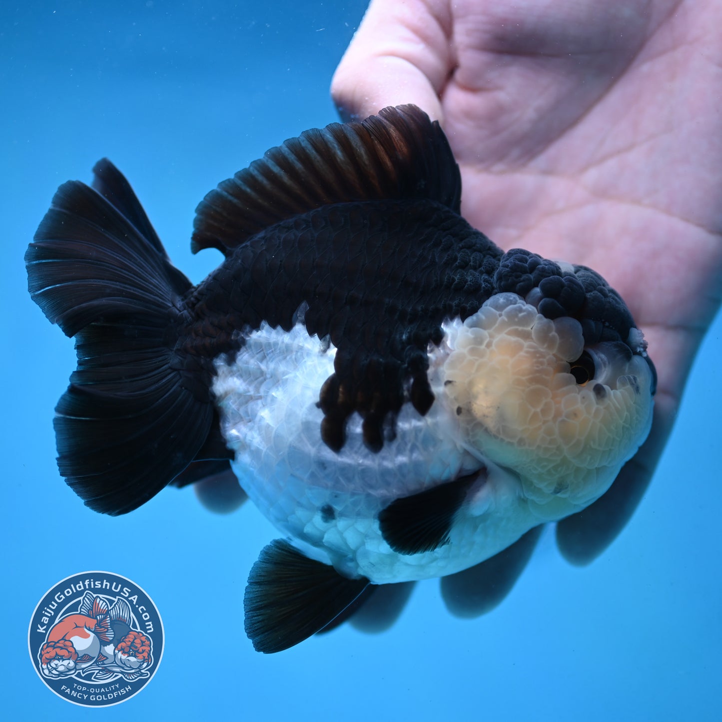 AAA Grade Panda Oranda 4 inch Body (251024_OR01)