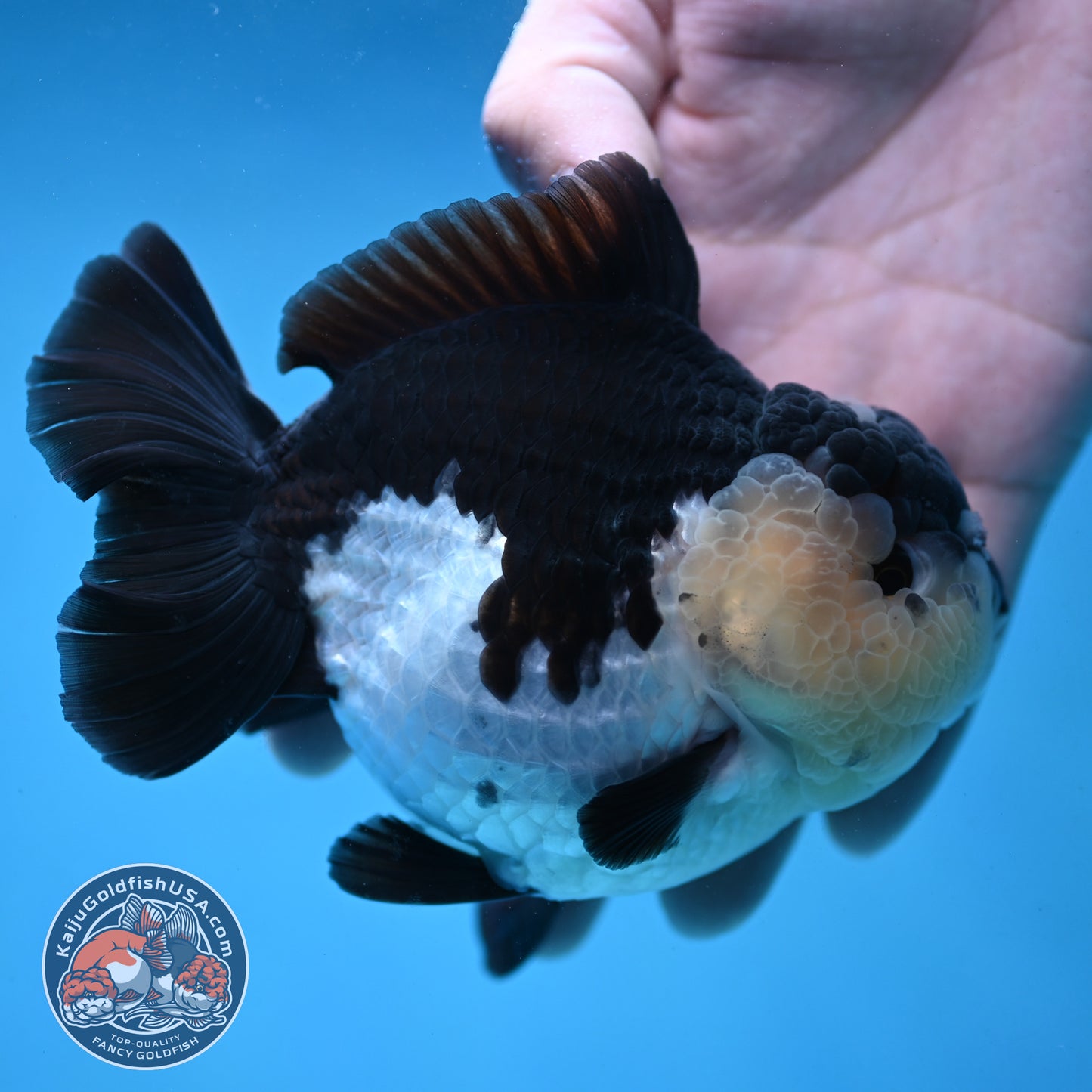 AAA Grade Panda Oranda 4 inch Body (251024_OR01)