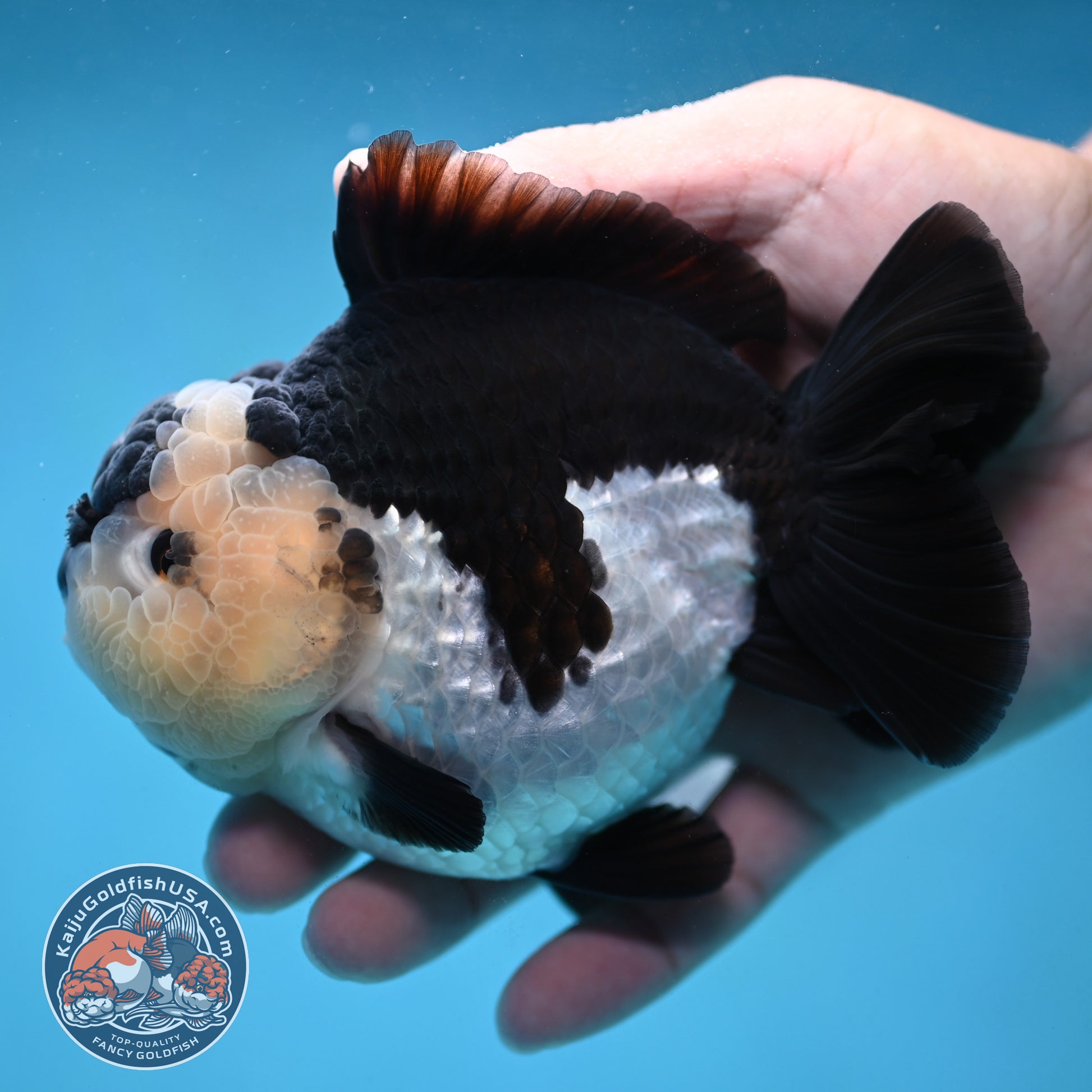 AAA Grade Panda Oranda 4 inch Body (251024_OR01)