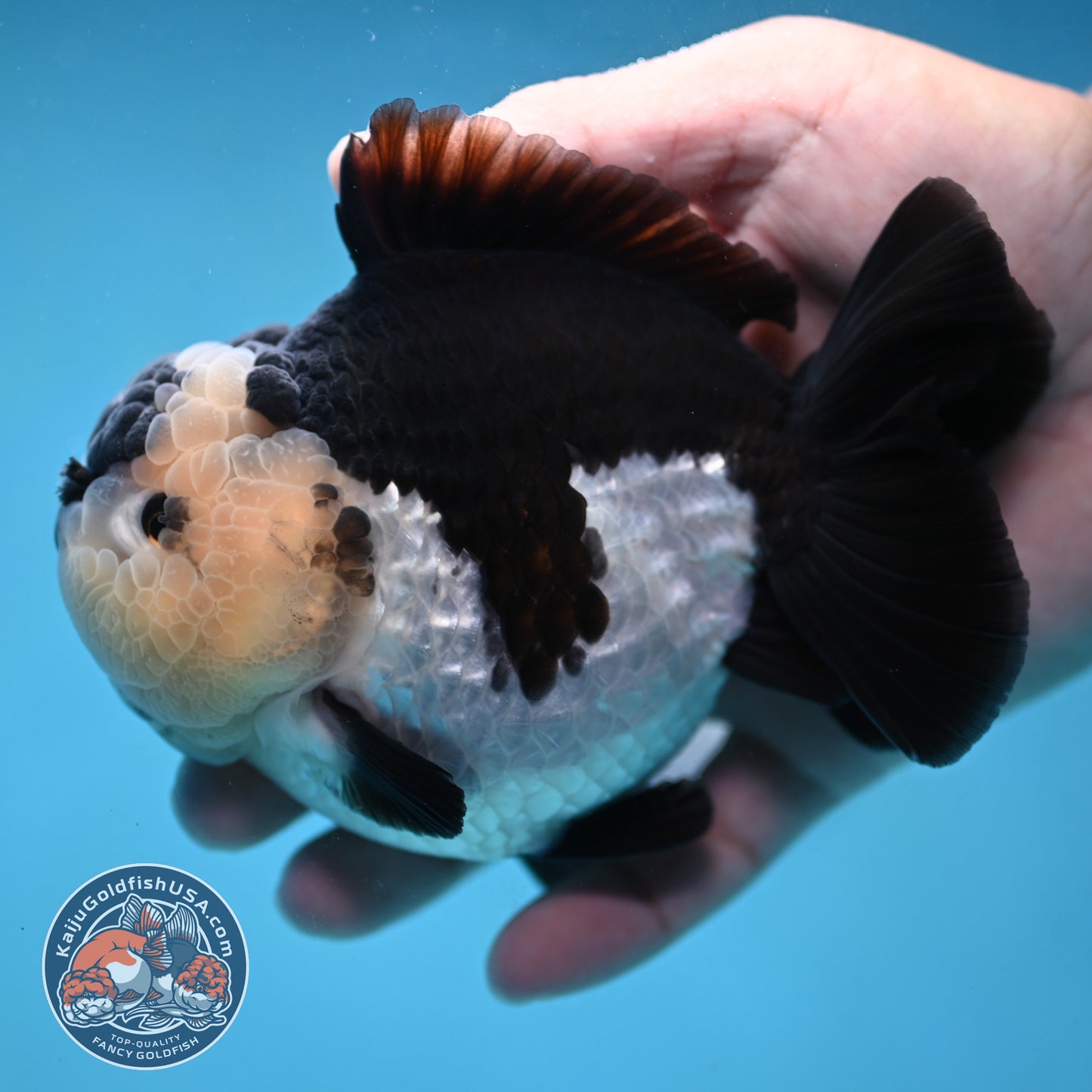 AAA Grade Panda Oranda 4 inch Body (251024_OR01)