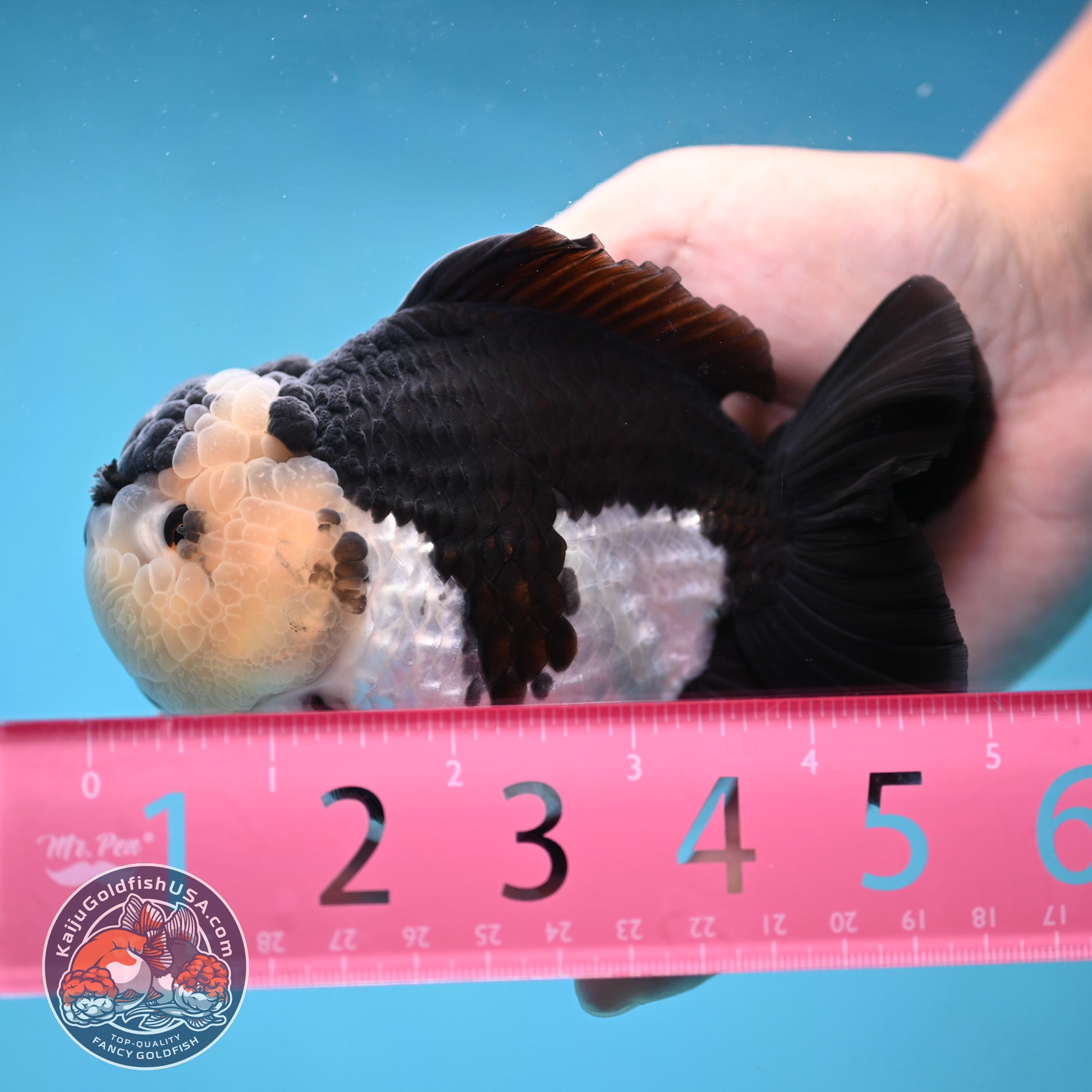 AAA Grade Panda Oranda 4 inch Body (251024_OR01)
