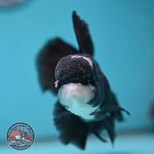 AAA Grade Panda Orchid Tail Oranda 4 inch Body (260220_OR05)