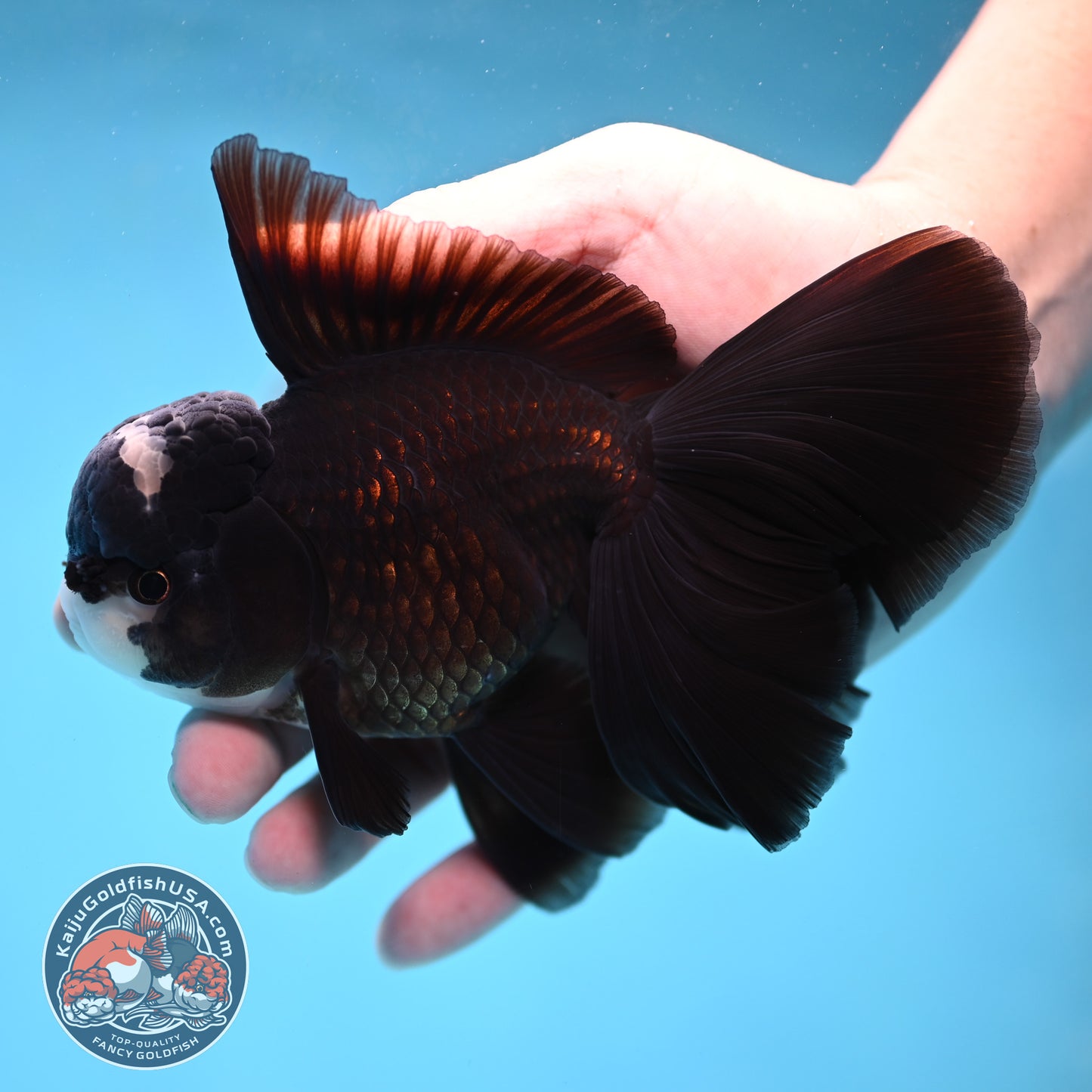 AAA Grade Panda Orchid Tail Oranda 4 inch Body (260220_OR05)