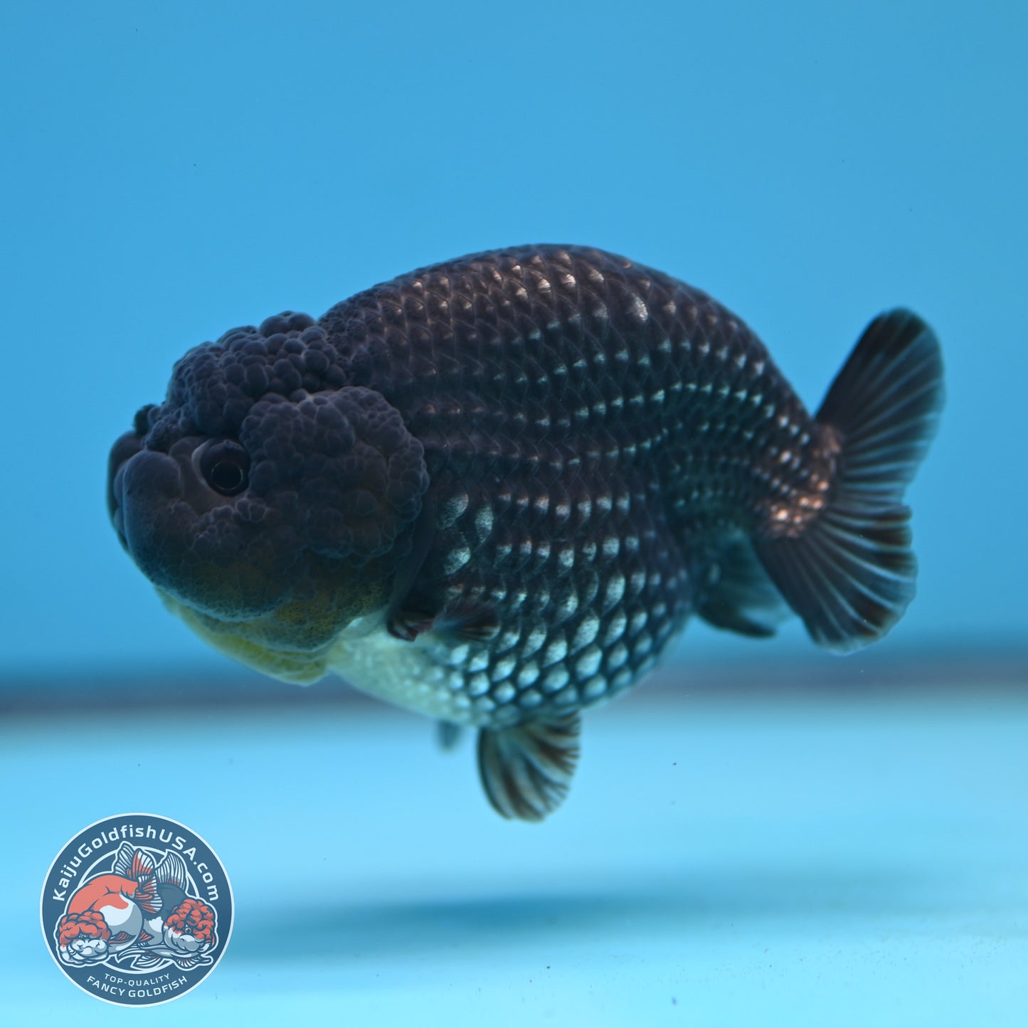AAA Grade Platinum Ranchu 3.2 inch Body (251219_RC05)