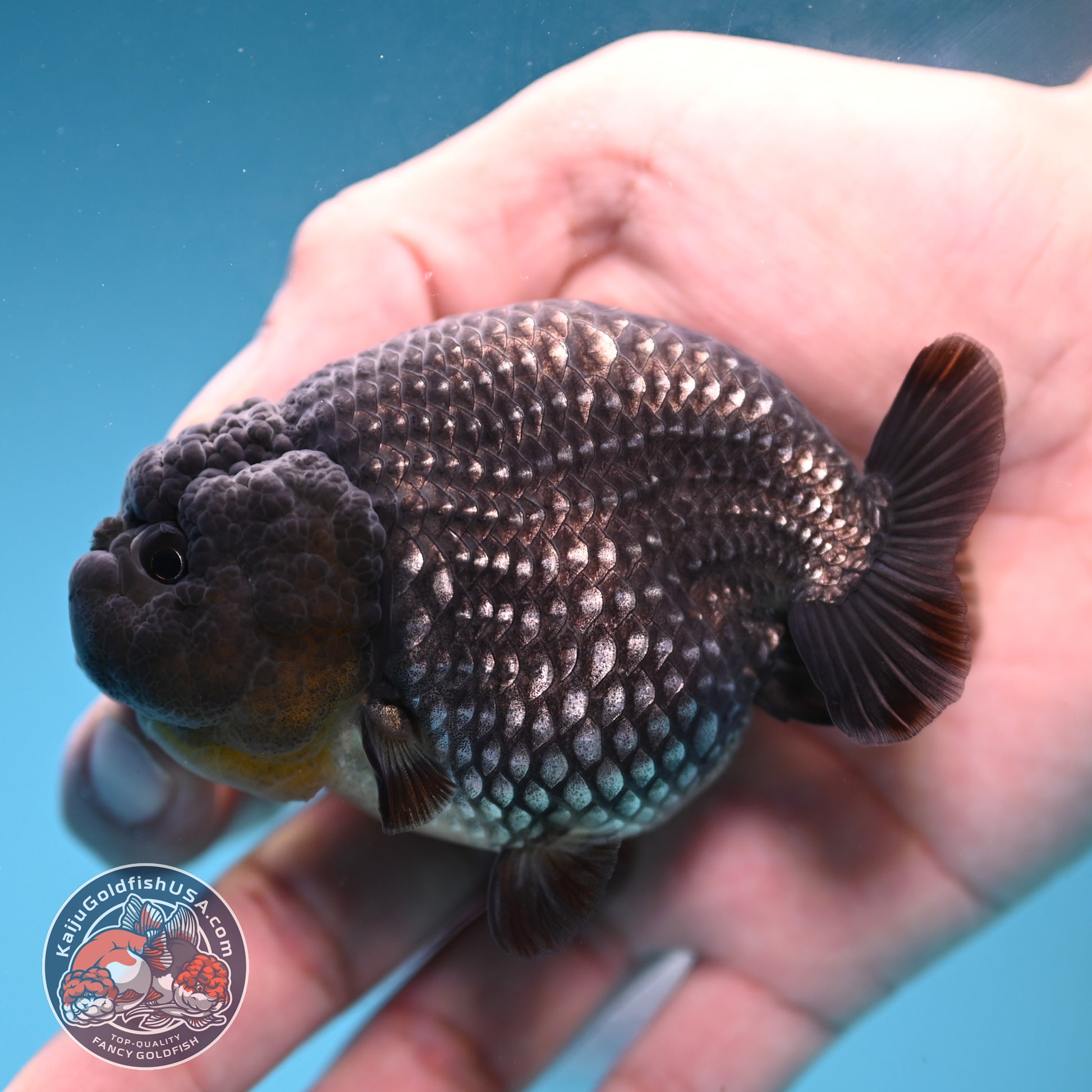 AAA Grade Platinum Ranchu 3.2 inch Body (251219_RC05)